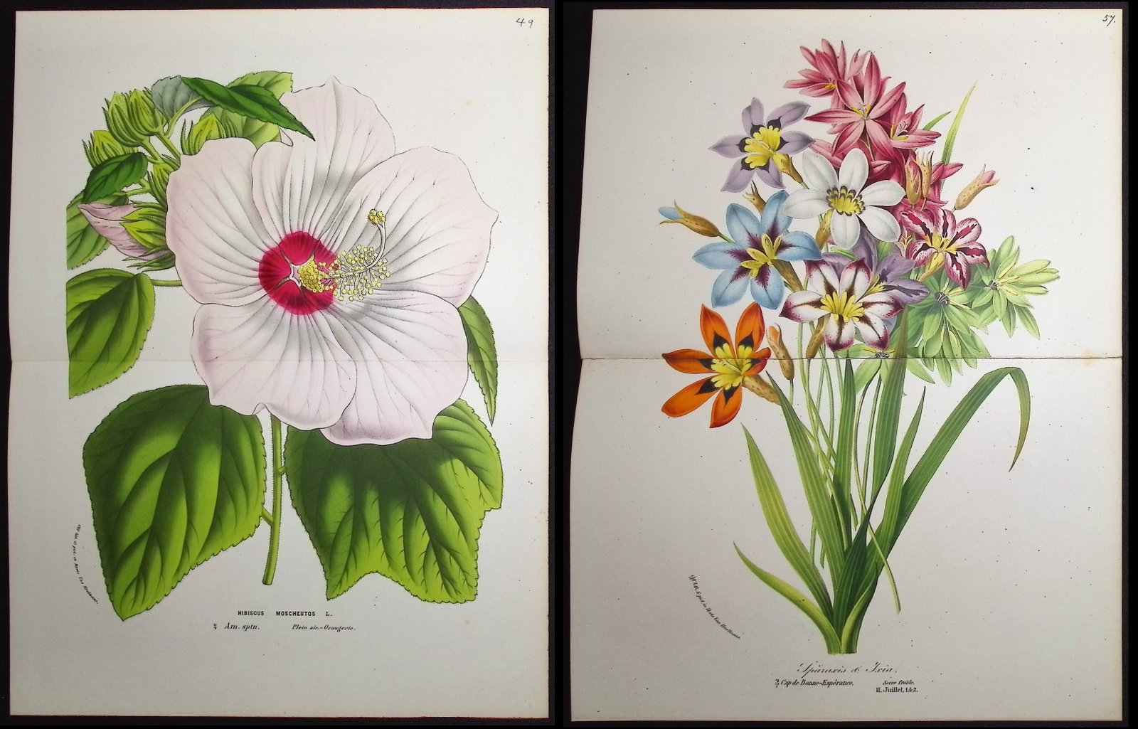Van Houtte - 3 Botanical Prints (1 of 4)