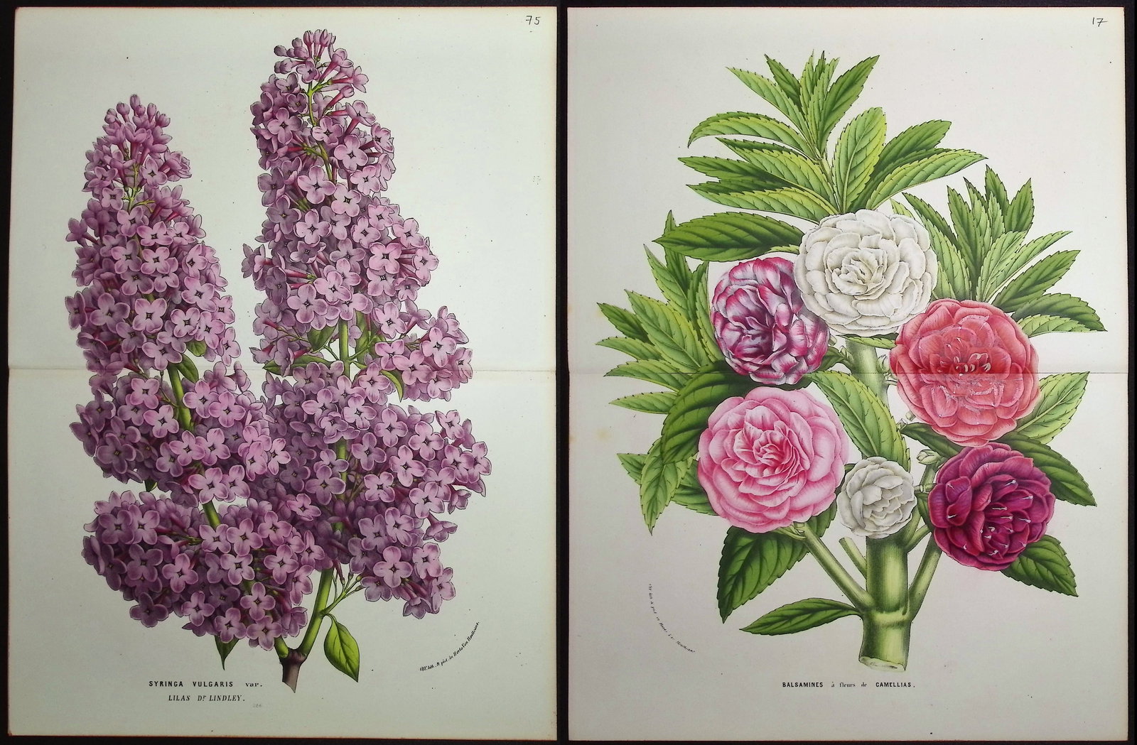 Van Houtte - 4 Botanical Prints (1 of 5)