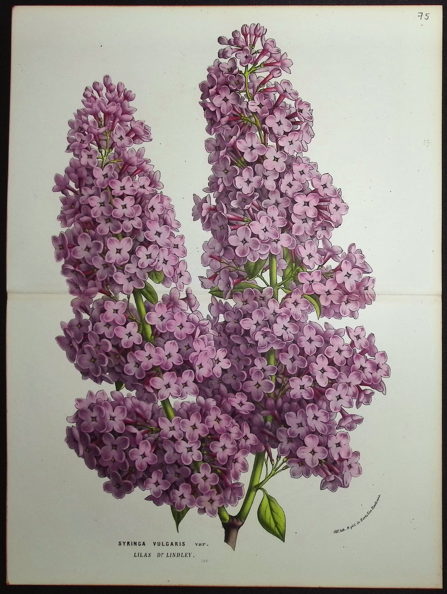 Van Houtte - 4 Botanical Prints - 2