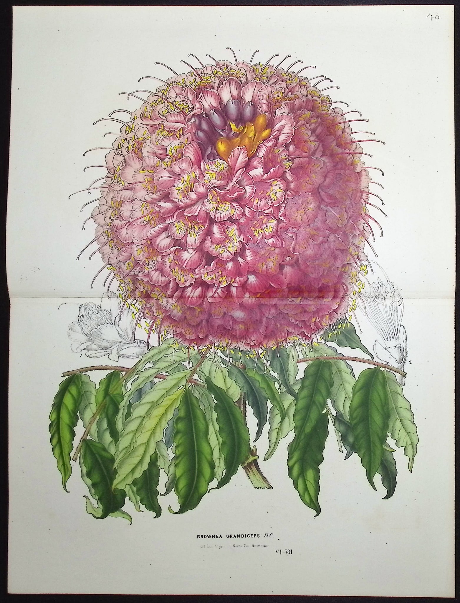 Van Houtte - 4 Botanical Prints - 3