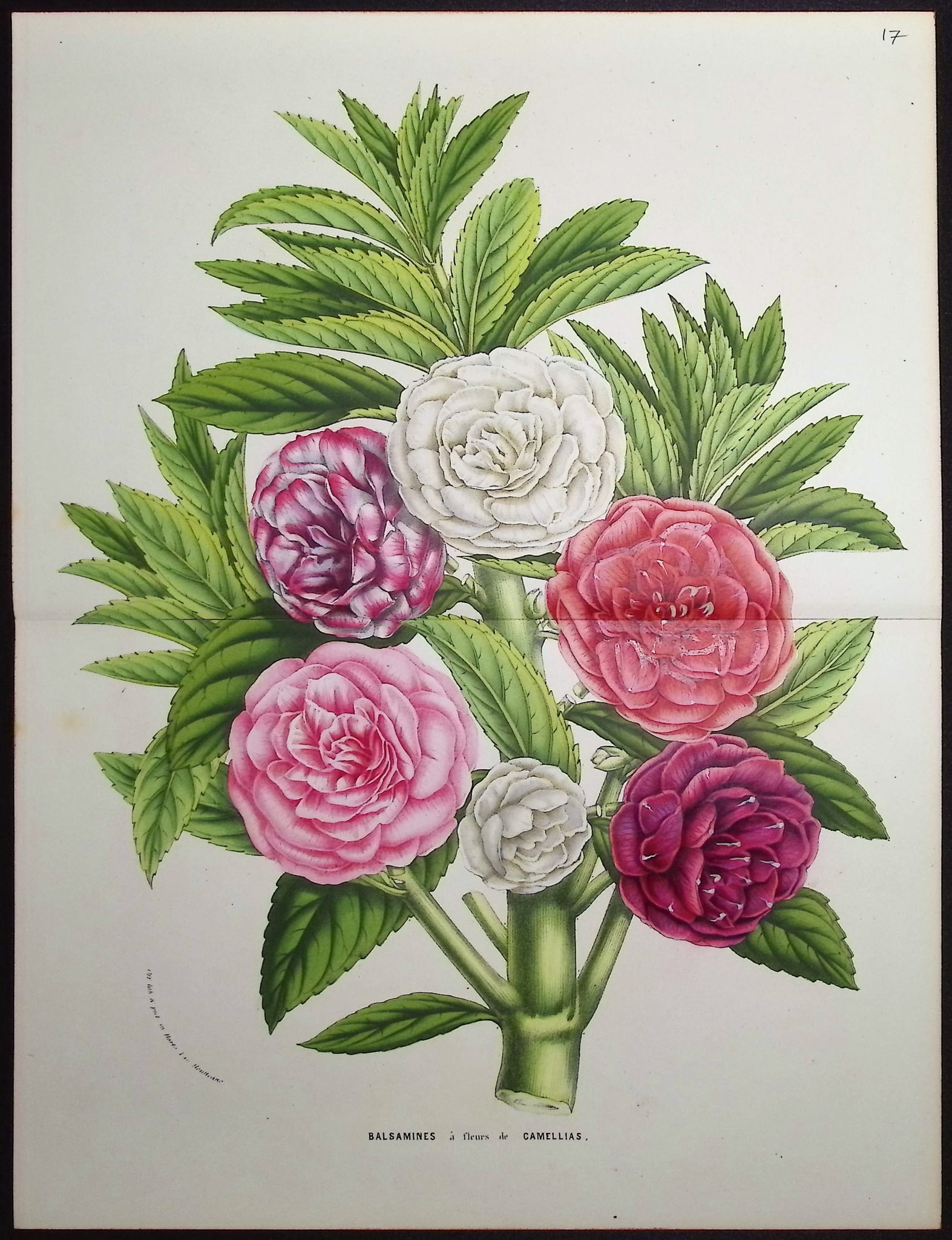 Van Houtte - 4 Botanical Prints - 4