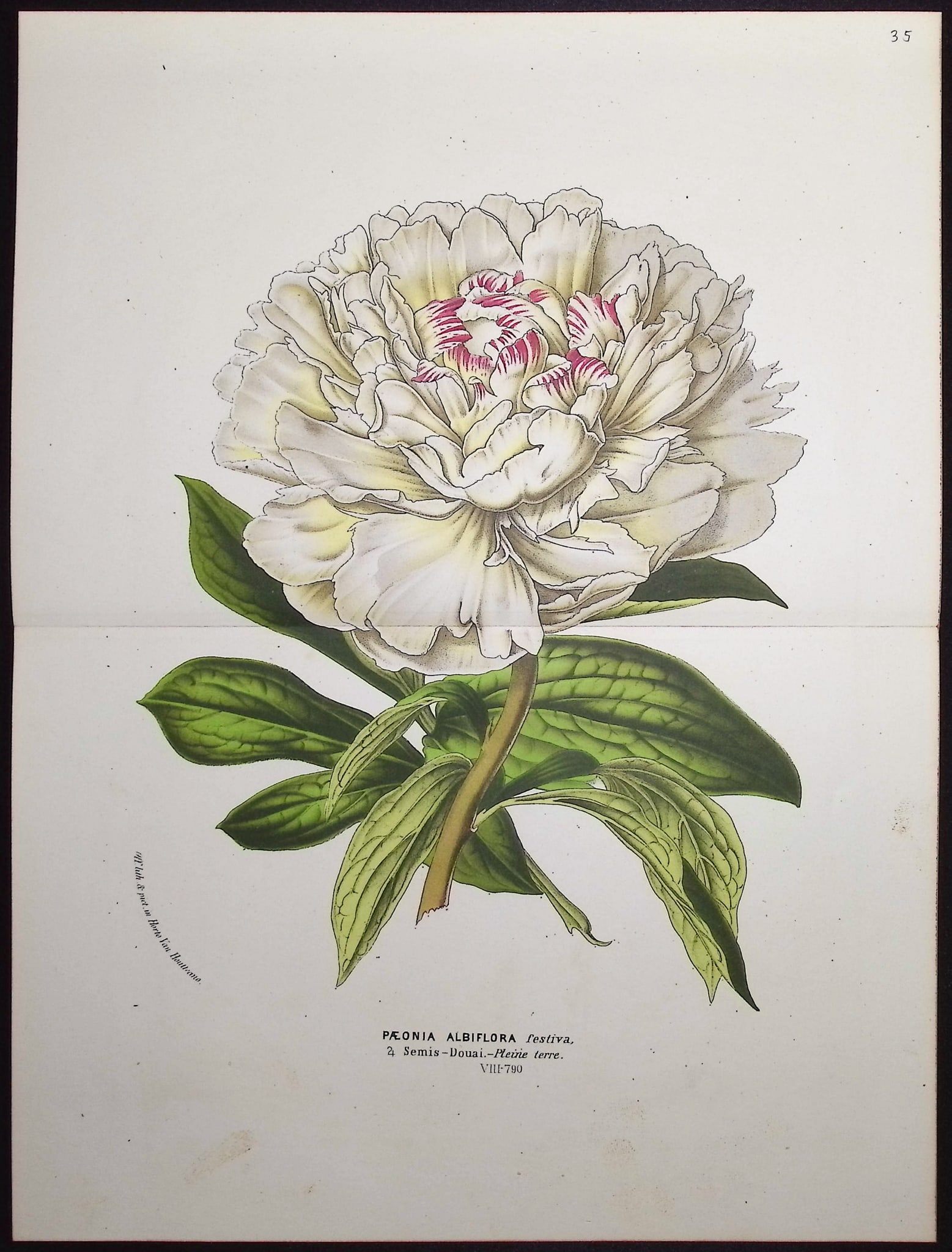 Van Houtte - 4 Botanical Prints - 5
