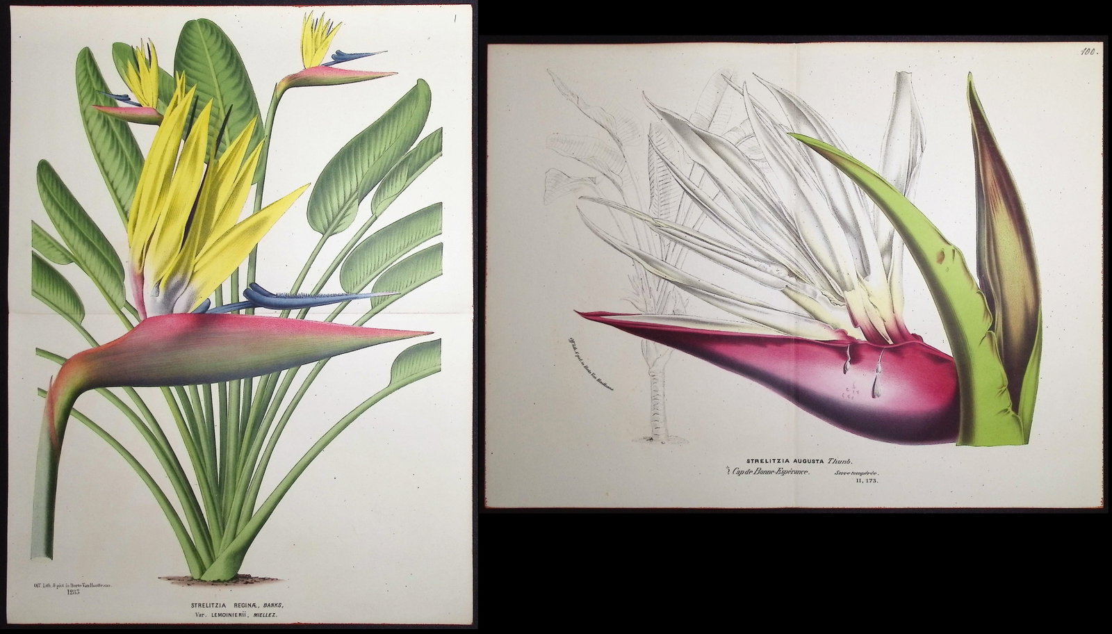 Van Houtte - Pair of Bird of Paradise Flower Prints (1 of 3)