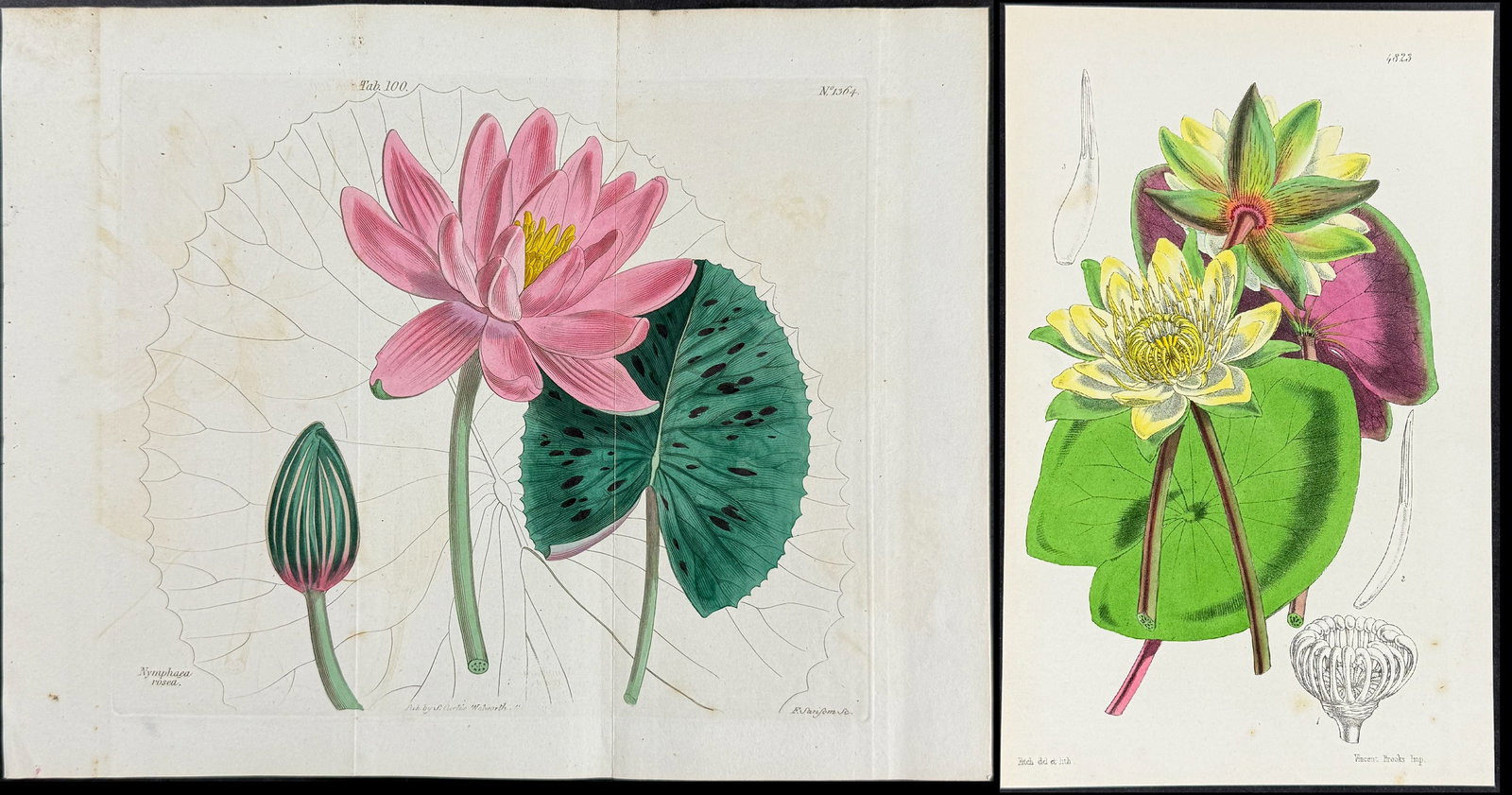 Curtis - Pair of Water Lily Engravings: Included in this lot: Amazon Water-Lily. 4823 Water Lily. 1364 Description of the work: This lovely botanical print is from William Curtis?s "The Botanical Magazine, or Flower-Garden Displayed".