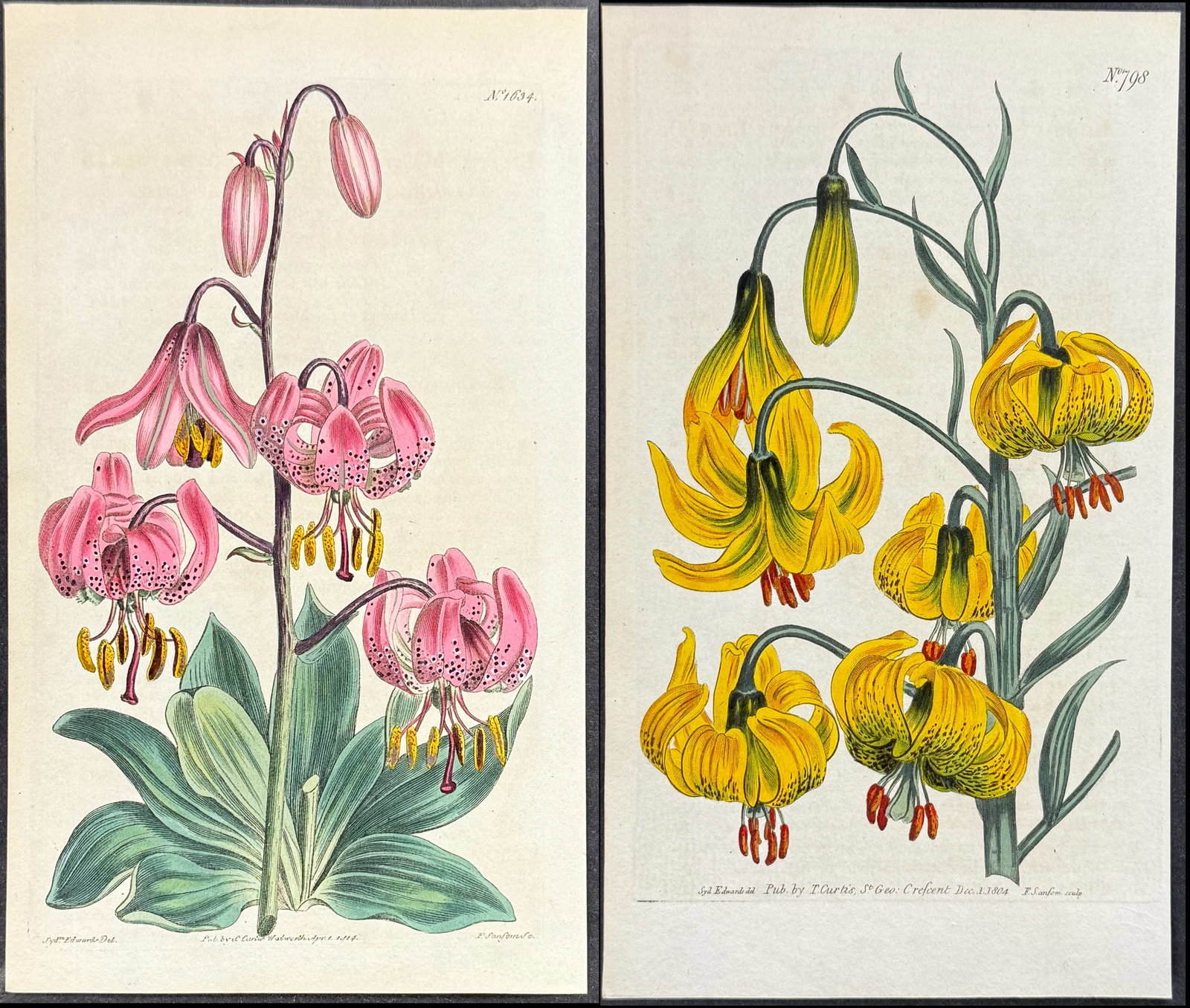 Curtis - Pair of Lily Engravings: Included in this lot: Pompone Lily . 798 Smooth-stalked Martagon or Turk's-Cap-Lily. 1634 Description of the work: This lovely botanical print is from William Curtis?s "The Botanical Magazine, or