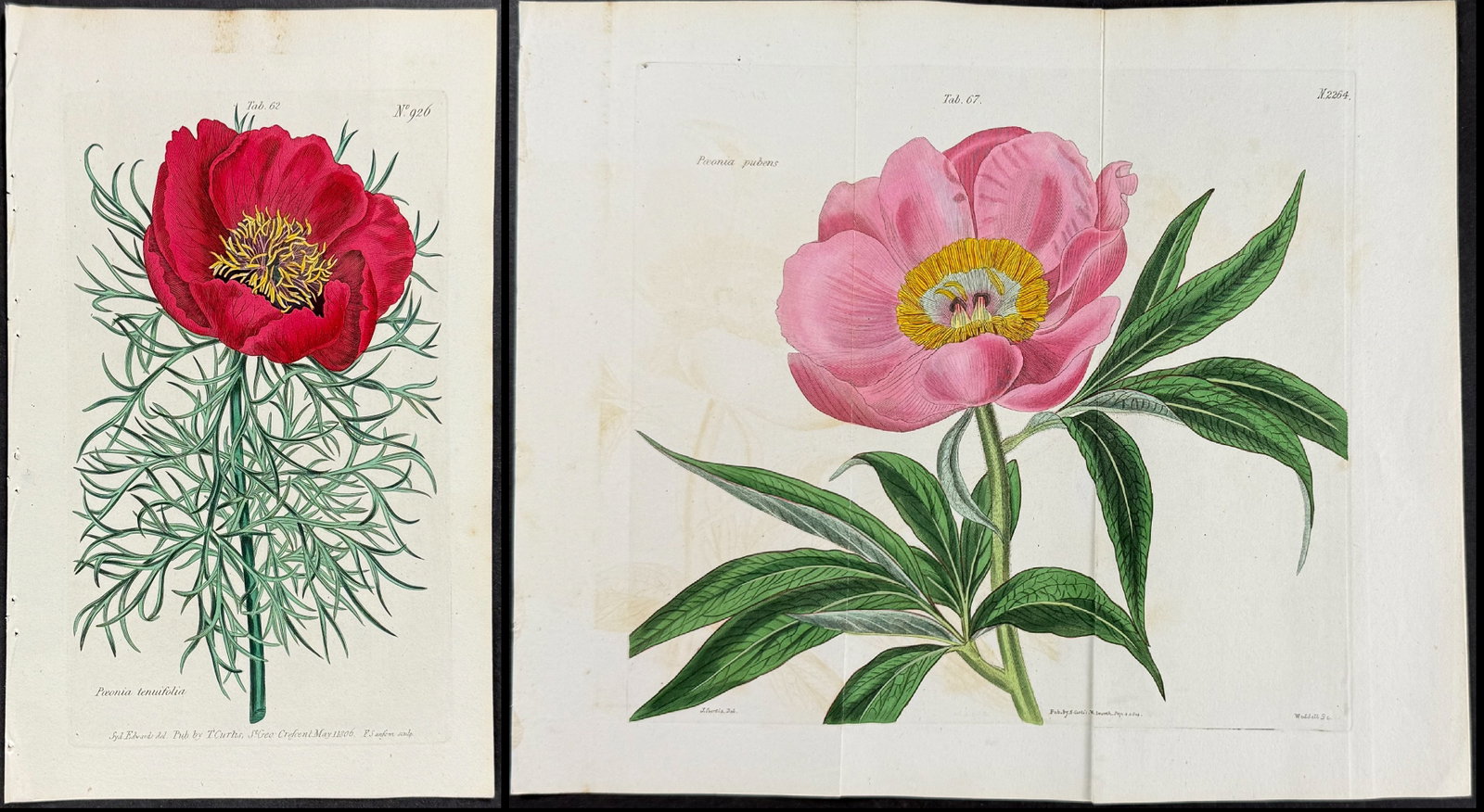 Curtis - 4 Peony Engrravings: Included in this lot: Peony [Paeonia tennifolia]. 926 Peony [Paeonia pubens]. 2264 Peony [Paeonia anemala]. 1754 Peony [Paeonia albiflora]. 1756 Description of the work: This lovely botanical print