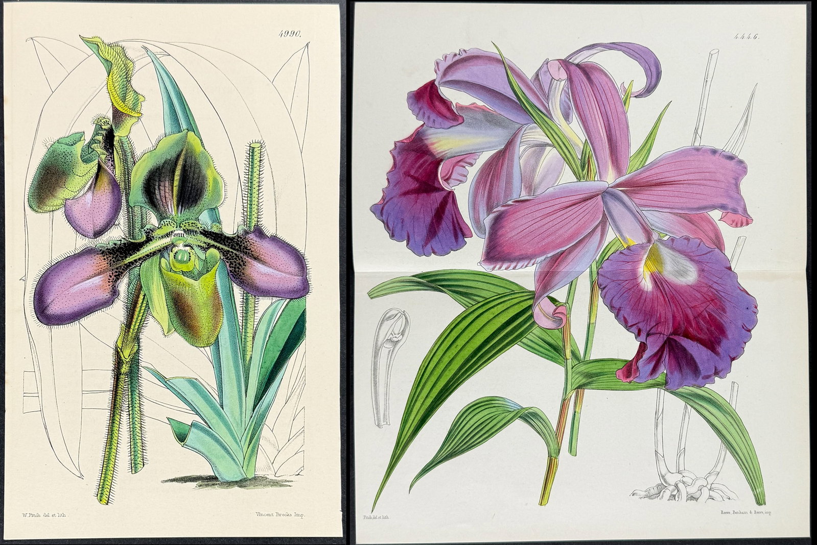 Curtis - 5 Orchid Engravings: Included in this lot: Orchid: Large-flowerd Sobralia. 4446 Orchid [Cattleya Lawrenceana]. 7133 Orchid: Villous Lady's Slipper. 4990 Orchid: The Rev. Mr. Parish's Lady's Slipper. 5791 Orchid: Mr.