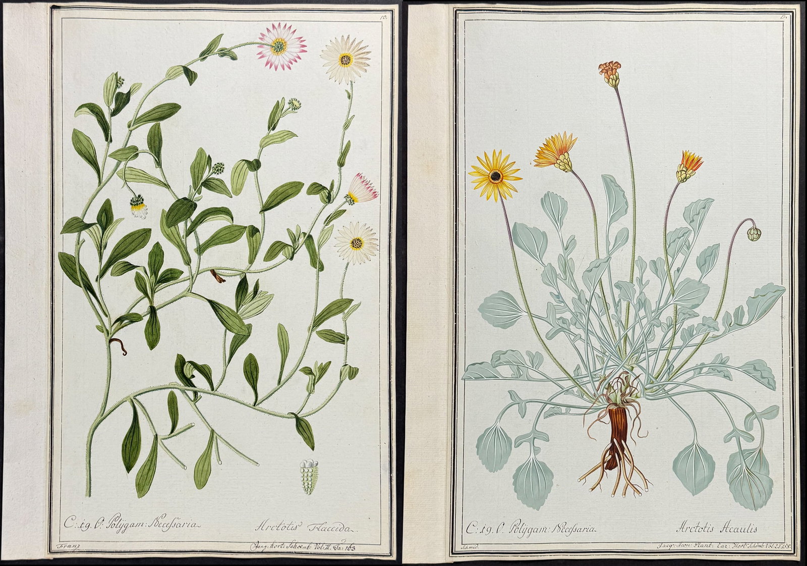 3 Original Botanical Watercolors of African Daisy & Othona (according to Linnaeus system) (1 of 4)