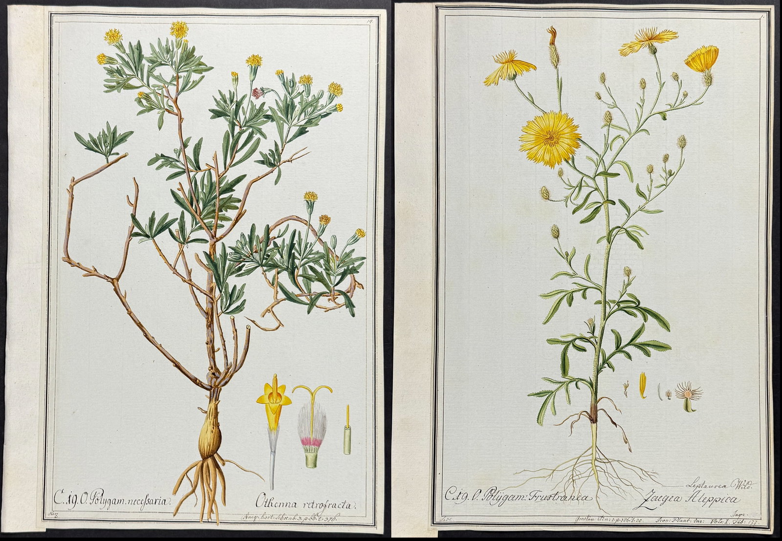 4 Original Botanical Watercolors (according to Linnaeus system): Included in this lot: Oedera Aliena after Schmid for Jacquin Othonna retrofracta after Herz for Jacquin Cornflower or Knapweed - Centaurea Benecticta after Ledel for Blackwell Zaegea Aleppica after