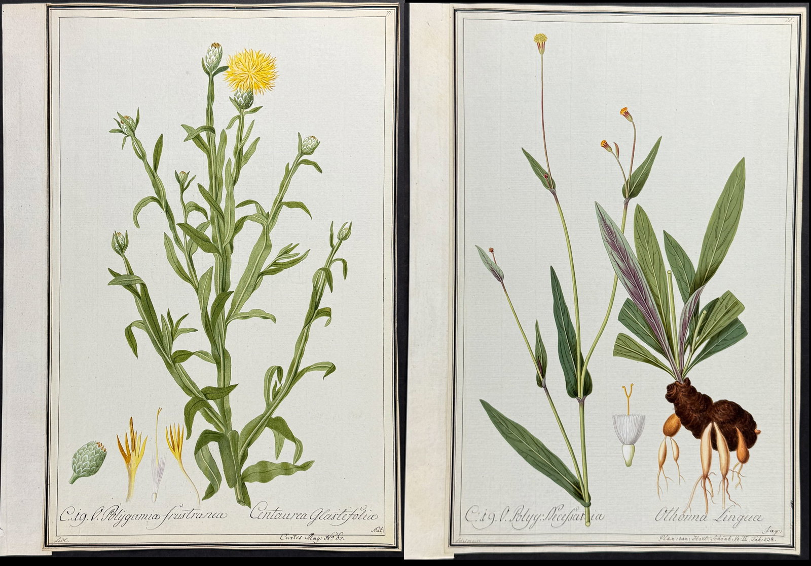 6 Original Botanical Watercolors (according to Linnaeus system): Included in this lot: Sida mauritiana after Sedelmaur for Jacquin Othonna zenuissima after Sedelmaur for Jacquin Othonna lingua after Sedelmaur for Jacquin Cornflower or Knapweed - Centaurea