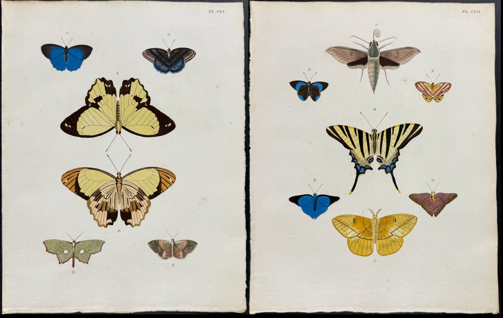Cramer - Pair of Butterfly Engravings: This detailed, hand-colored engraving is from Pieter Cramer and Caspar Stoll?s "De uitlandsche Kapellen voorkomende in de drie Waereld-Deelen... Papillons exotiques des trois parties du monde l?Asie, 