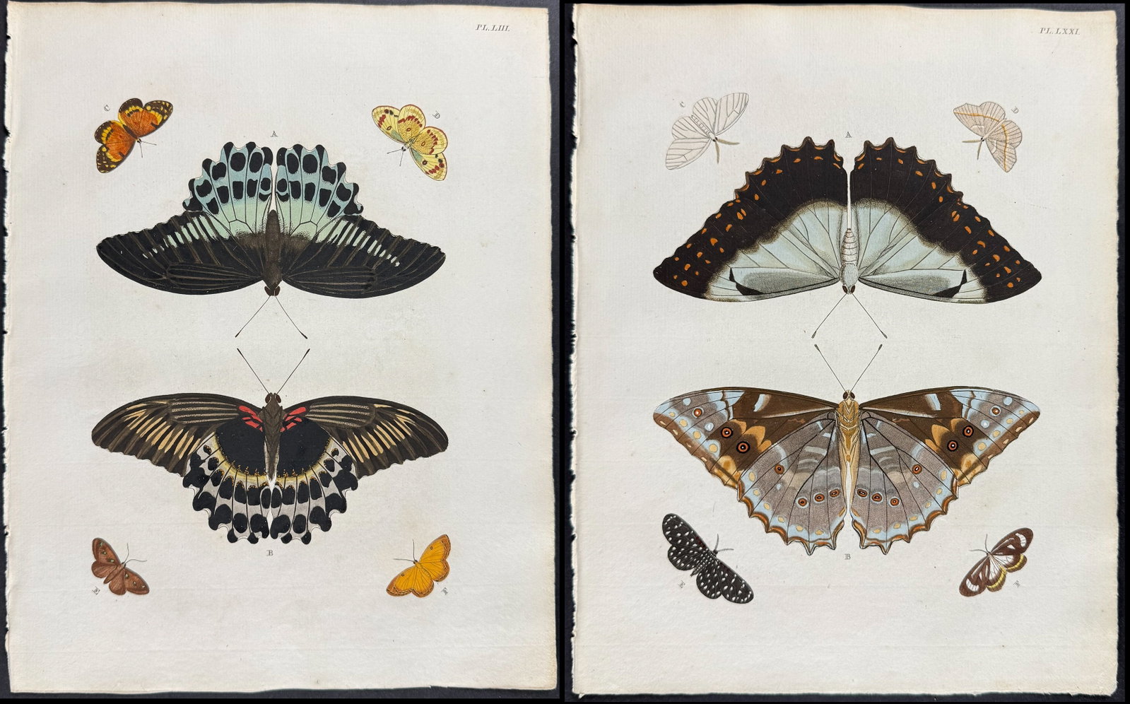 Cramer - Pair of Butterfly Engravings: This detailed, hand-colored engraving is from Pieter Cramer and Caspar Stoll?s "De uitlandsche Kapellen voorkomende in de drie Waereld-Deelen... Papillons exotiques des trois parties du monde l?Asie, 