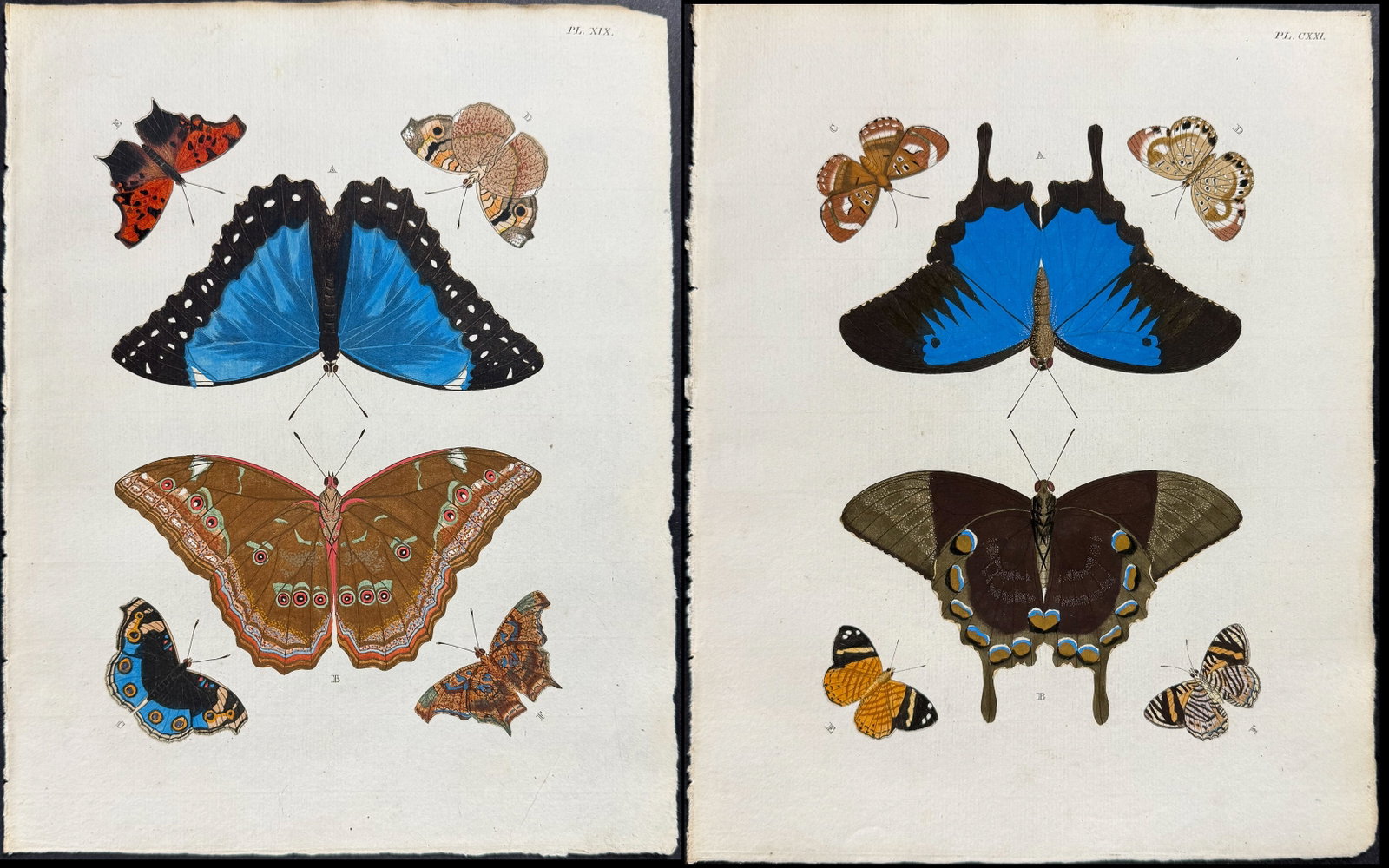 Cramer - Pair of Butterfly Engravings: This detailed, hand-colored engraving is from Pieter Cramer and Caspar Stoll?s "De uitlandsche Kapellen voorkomende in de drie Waereld-Deelen... Papillons exotiques des trois parties du monde l?Asie,