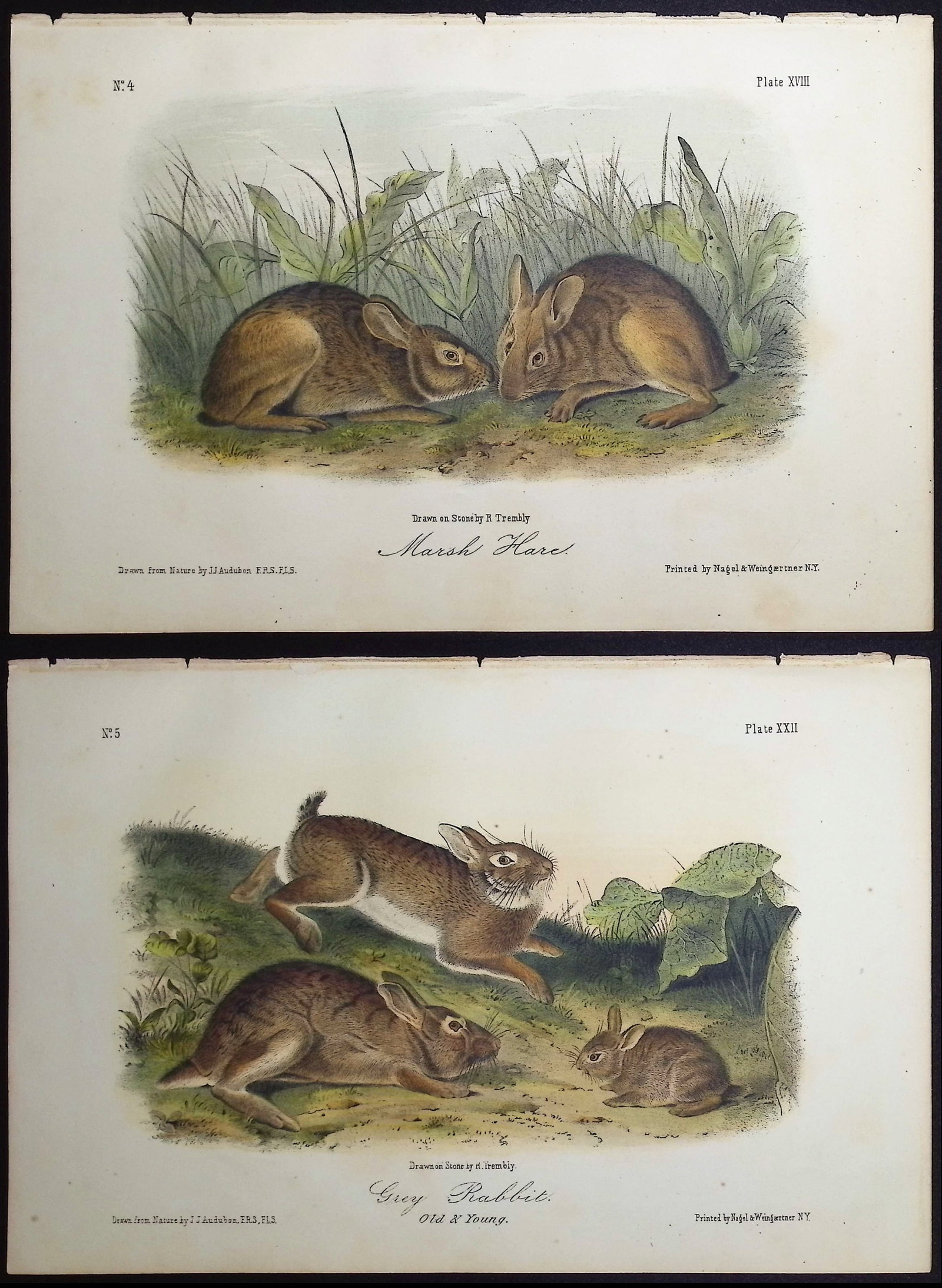 Audubon - 3 Hare or Rabbit Lithographs: Included in this lot: Marsh Hare. 18 Bachman's Hare. 108 Grey Rabbit. 22 Description of the work: This octavo lithograph is from John James Audubon's "The Quadrupeds of North America". The work was pu