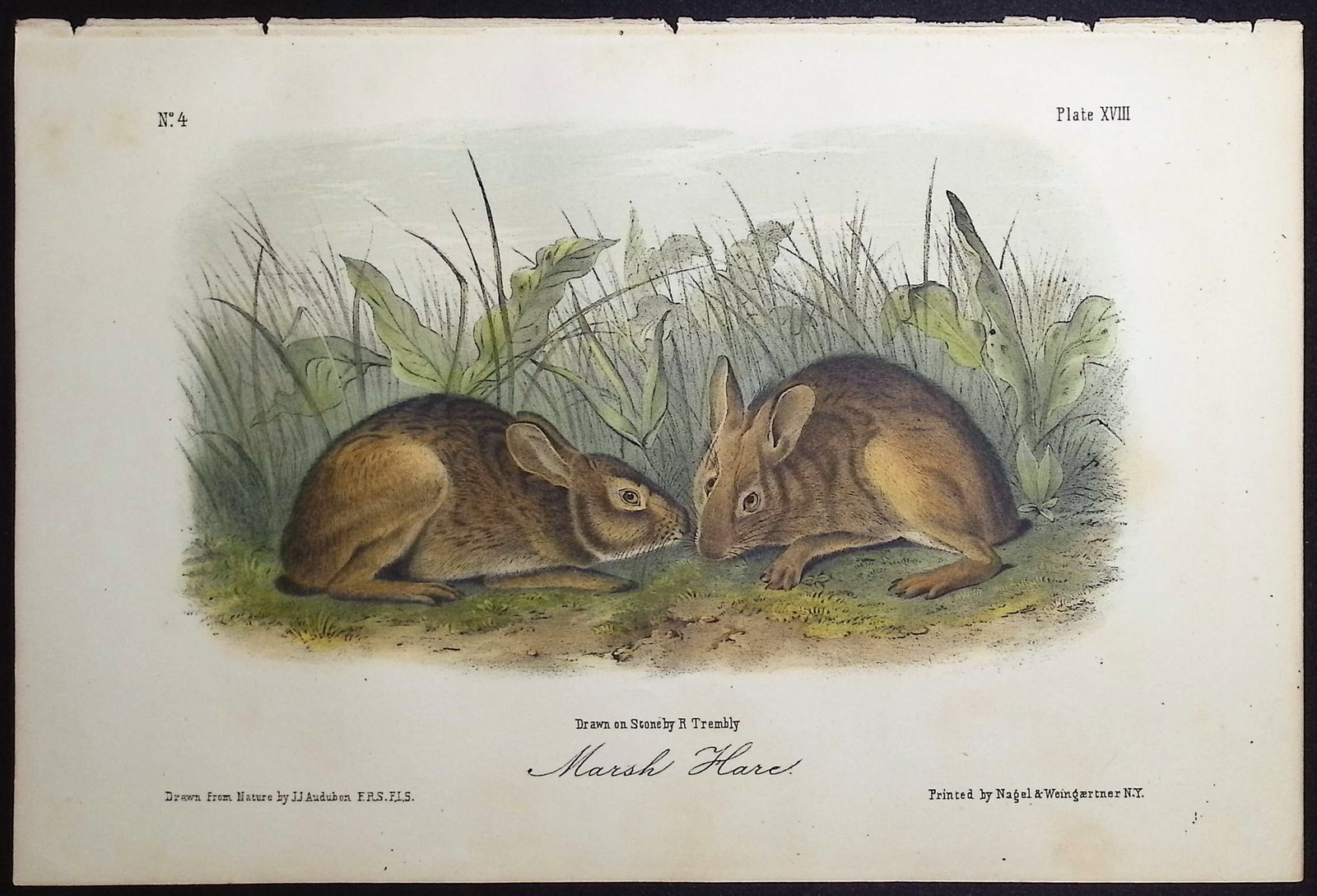 Audubon - 3 Hare or Rabbit Lithographs - 2