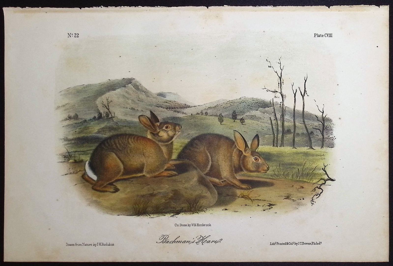 Audubon - 3 Hare or Rabbit Lithographs - 3