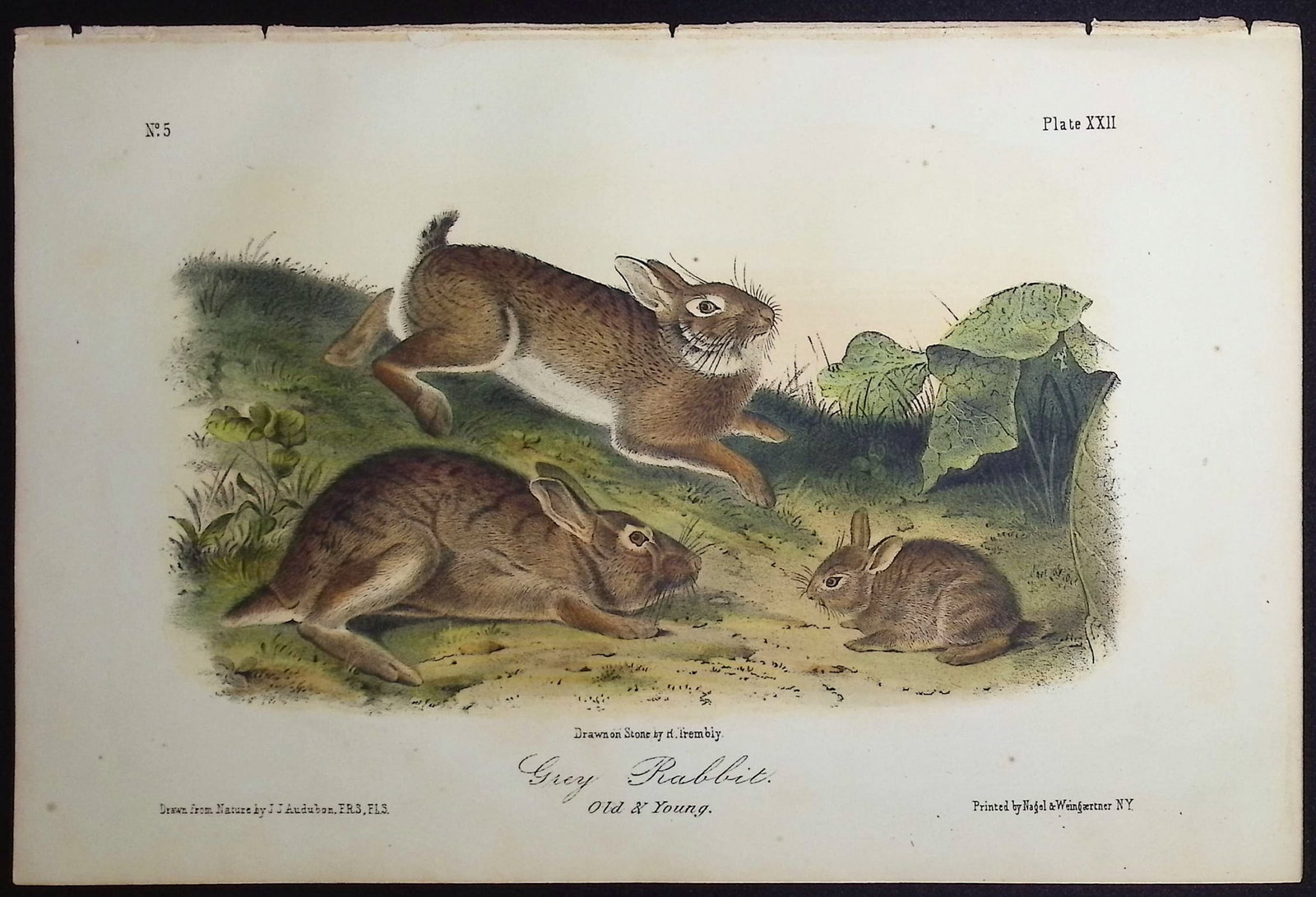 Audubon - 3 Hare or Rabbit Lithographs - 4