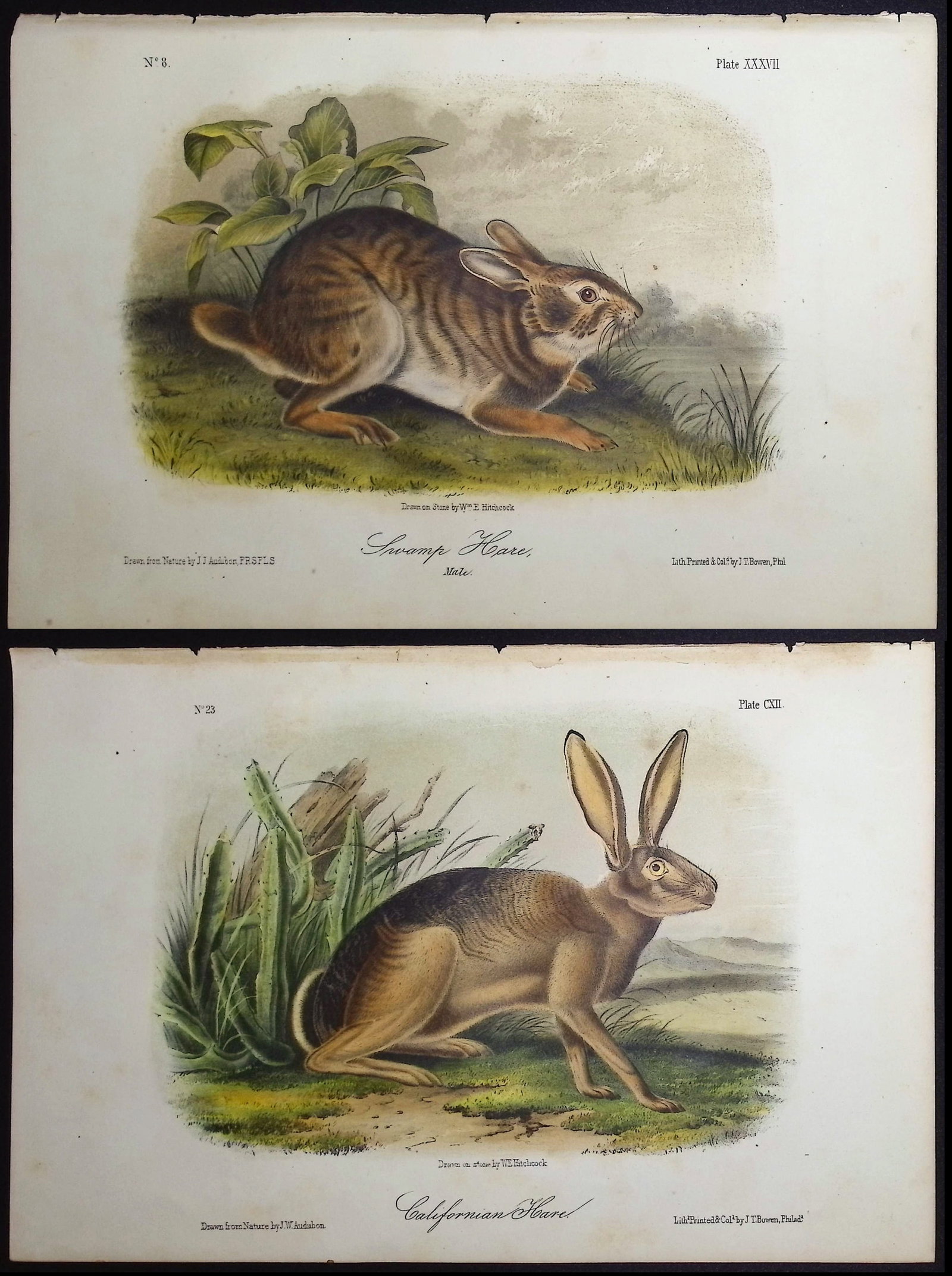 Audubon - 3 Hare Lithographs: Included in this lot: Californian Hare. 112 Swamp Hare. 37 Black-tailed Hare. 63 Description of the work: This octavo lithograph is from John James Audubon's "The Quadrupeds of North America". The wor