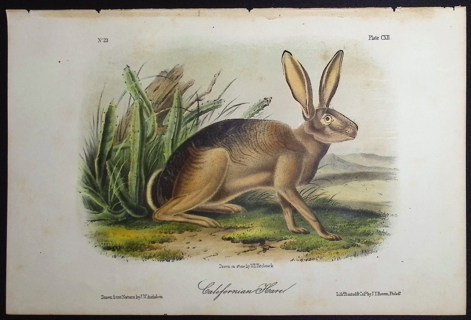 Audubon - 3 Hare Lithographs - 2