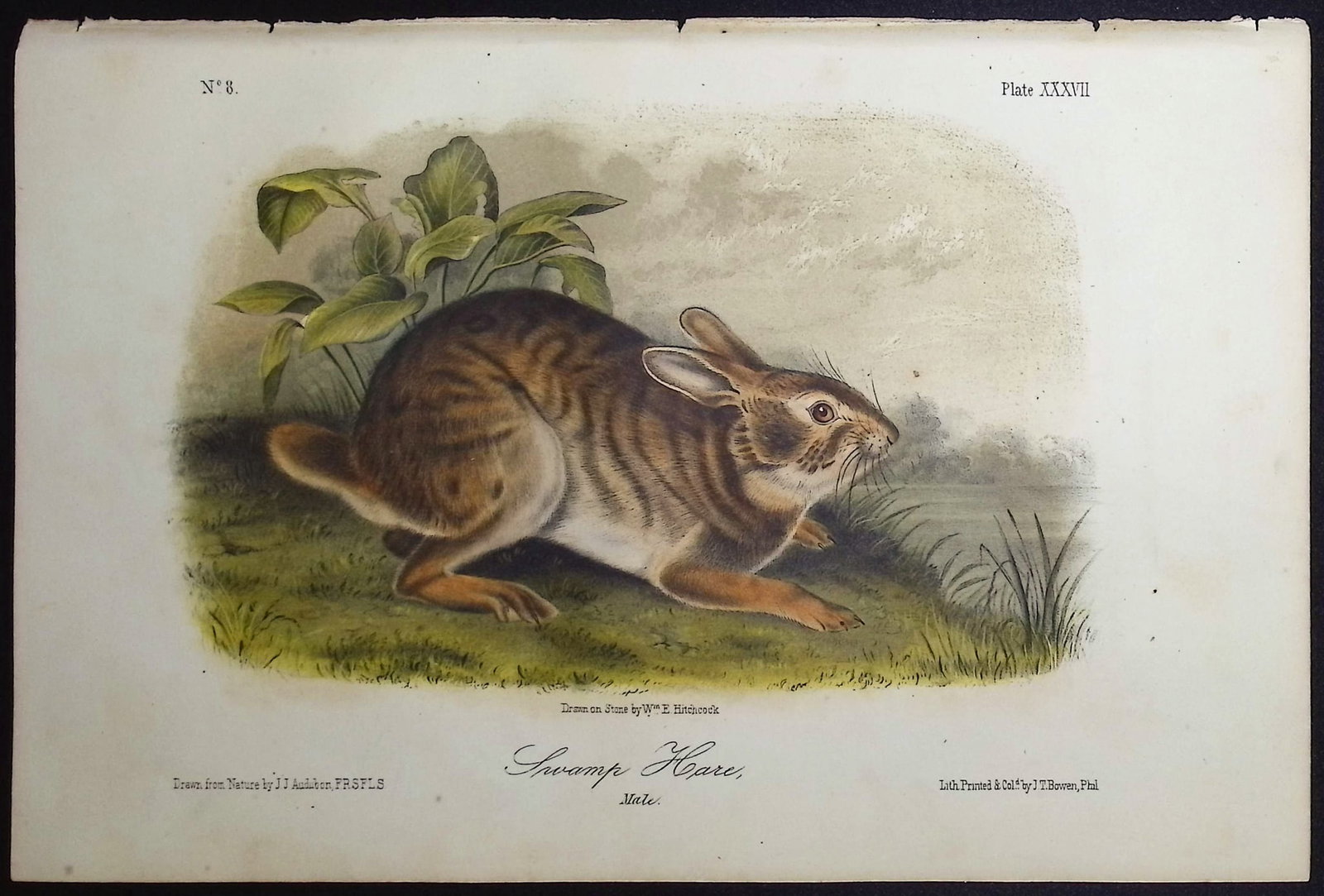 Audubon - 3 Hare Lithographs - 3