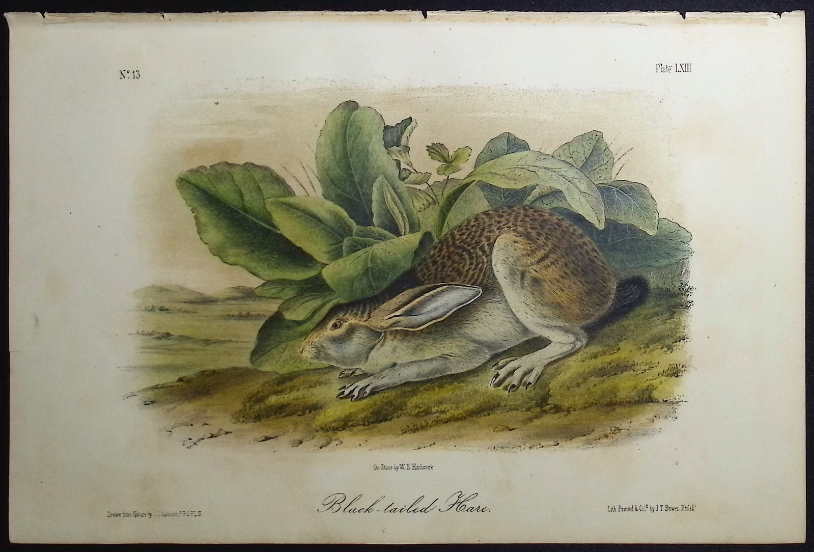 Audubon - 3 Hare Lithographs - 4