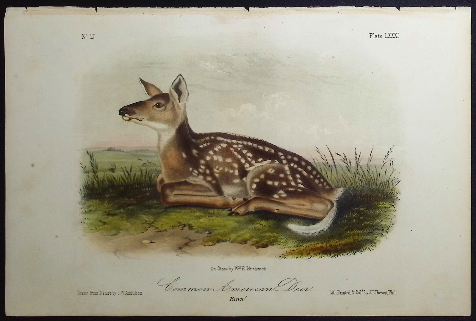 Audubon - Common American Deer. 81: This octavo lithograph is from John James Audubon's "The Quadrupeds of North America". The work was published in New York between 1849 and 1854. "Quadrupeds" was Audubon's final great natural history 