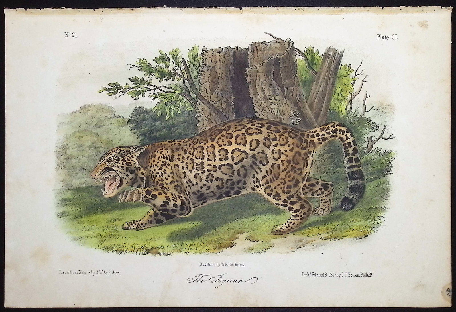 Audubon - The Jaguar. 101: This octavo lithograph is from John James Audubon's "The Quadrupeds of North America". The work was published in New York between 1849 and 1854. "Quadrupeds" was Audubon's final great natural history