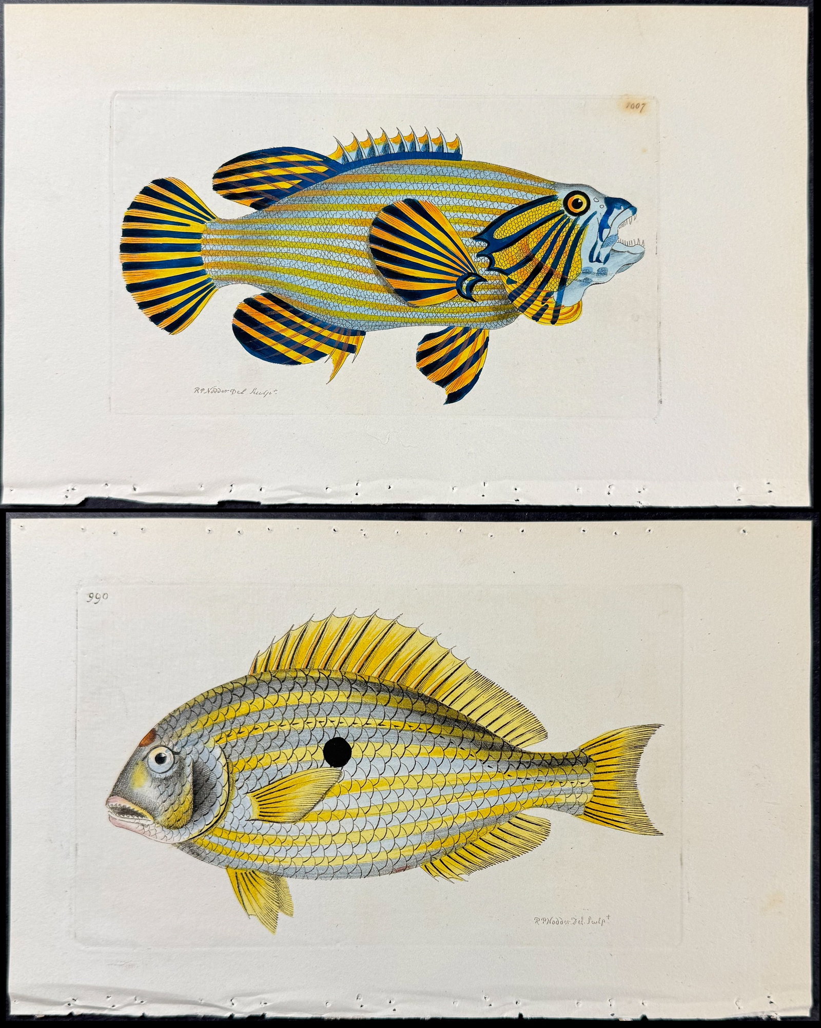 Shaw & Nodder - 4 Fish Engravings: Included in this lot: Yellow-striped Sciaena. 1007 Single-spotted Sciaena. 990 Golden Holocentrus. 986 Green-finned Sparus. 979 Description of the work: The Naturalist's Miscellany was a monumental