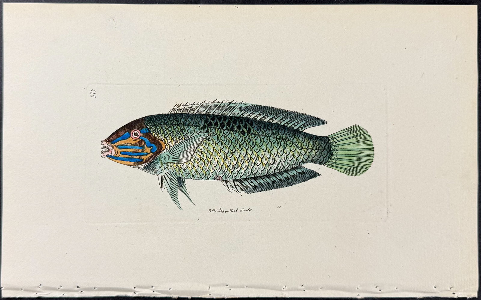 Shaw & Nodder - 4 Fish Engravings - 2