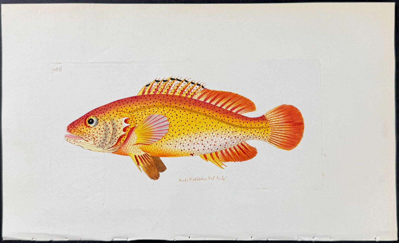 Shaw & Nodder - 4 Fish Engravings - 3