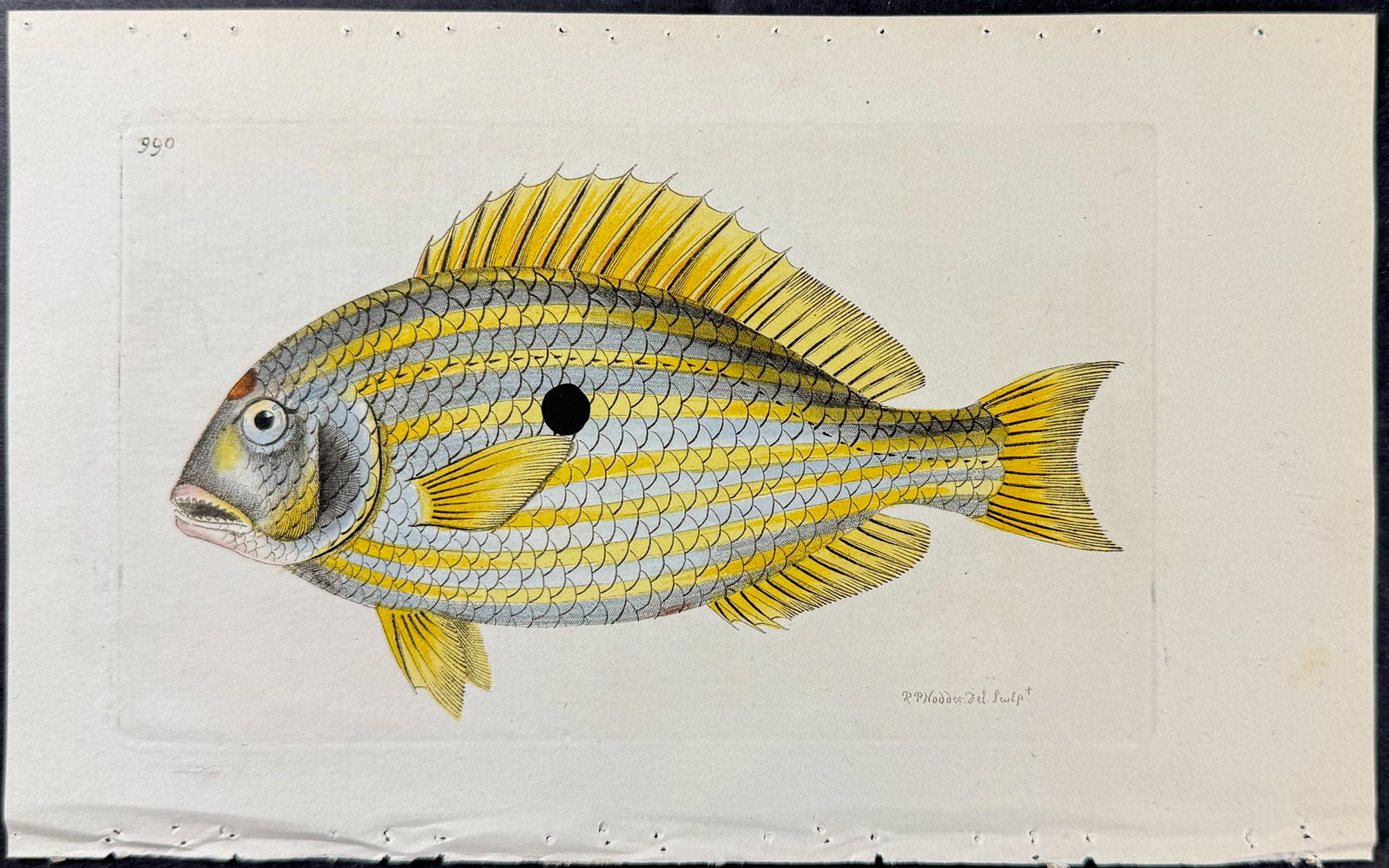 Shaw & Nodder - 4 Fish Engravings - 4