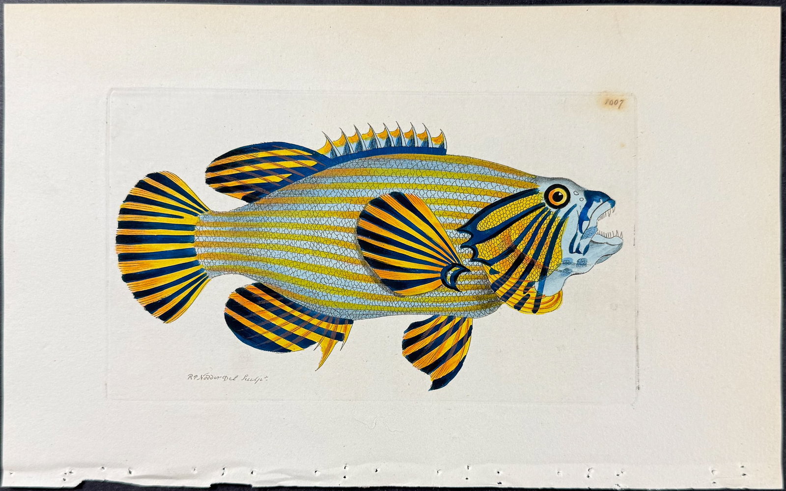 Shaw & Nodder - 4 Fish Engravings - 5