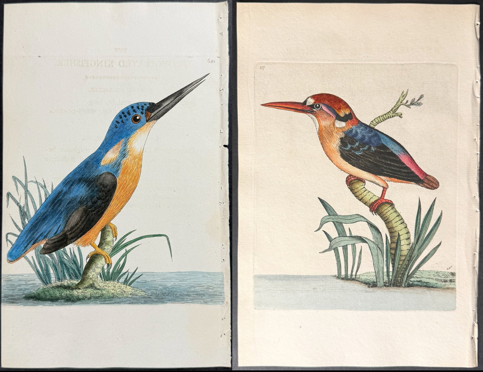 Shaw & Nodder - 3 Kingfisher Engravings (1 of 4)