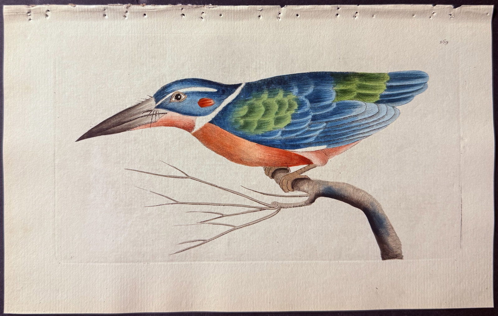Shaw & Nodder - 3 Kingfisher Engravings - 2