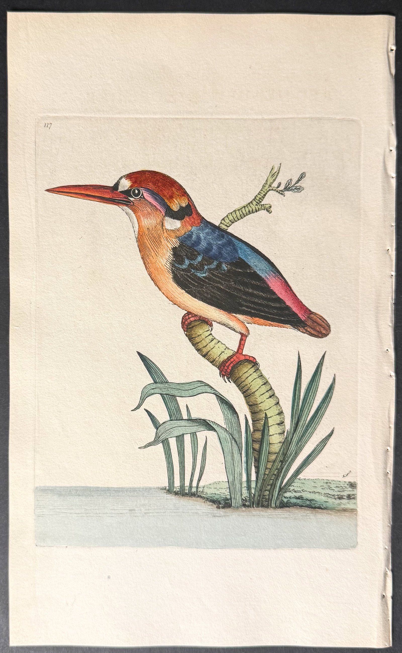 Shaw & Nodder - 3 Kingfisher Engravings - 3