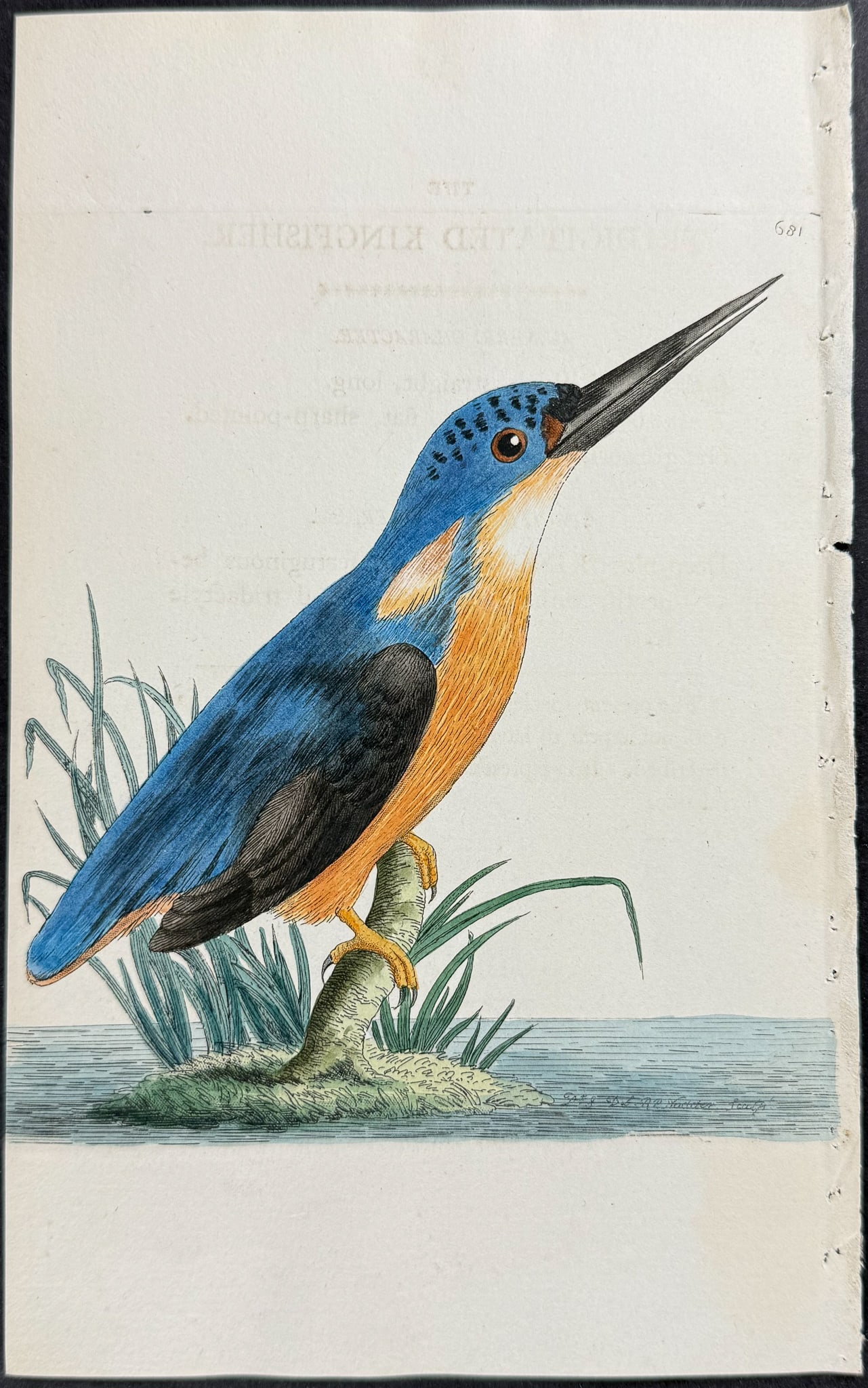 Shaw & Nodder - 3 Kingfisher Engravings - 4
