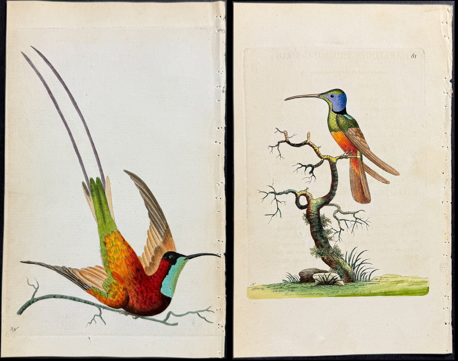 Shaw & Nodder - 4 Hummingbird Engravings: Included in this lot: Topaz-throated Hummingbird. 513 Purple-tailed Hummingbird. 333 Fork-tailed Hummingbird. 222 Harlequine Humming-Bird. 81 Description of the work: The Naturalist's Miscellany was a