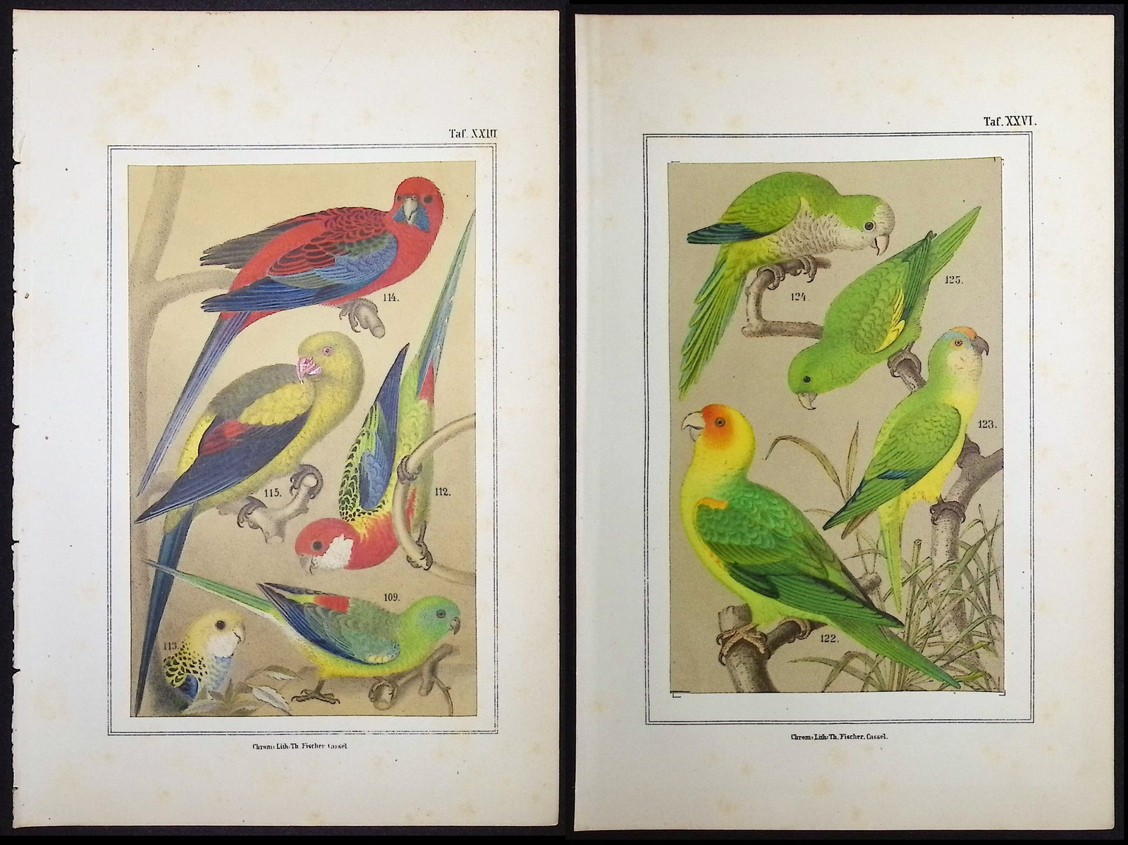 Russ - 5 Parrot Prints: This beautiful color chromolithograph is from Karl Russ's Die Papageien, ihre Naturgeschichte, Pflege, Zuchtung und Abrichtung translate to The Parrots, Their Natural History. The work was published