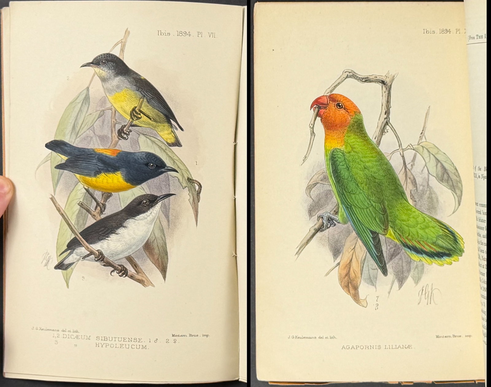 The Ibis - 3 Pamphlets with 8 Color Bird Lithographs + 1 Map: This attractive collection of 8 hand-colored bird prints and 1 map is from The Ibis, a magazine of general ornithology authored by Philip & William Lutley Sclater. The work was published in London by