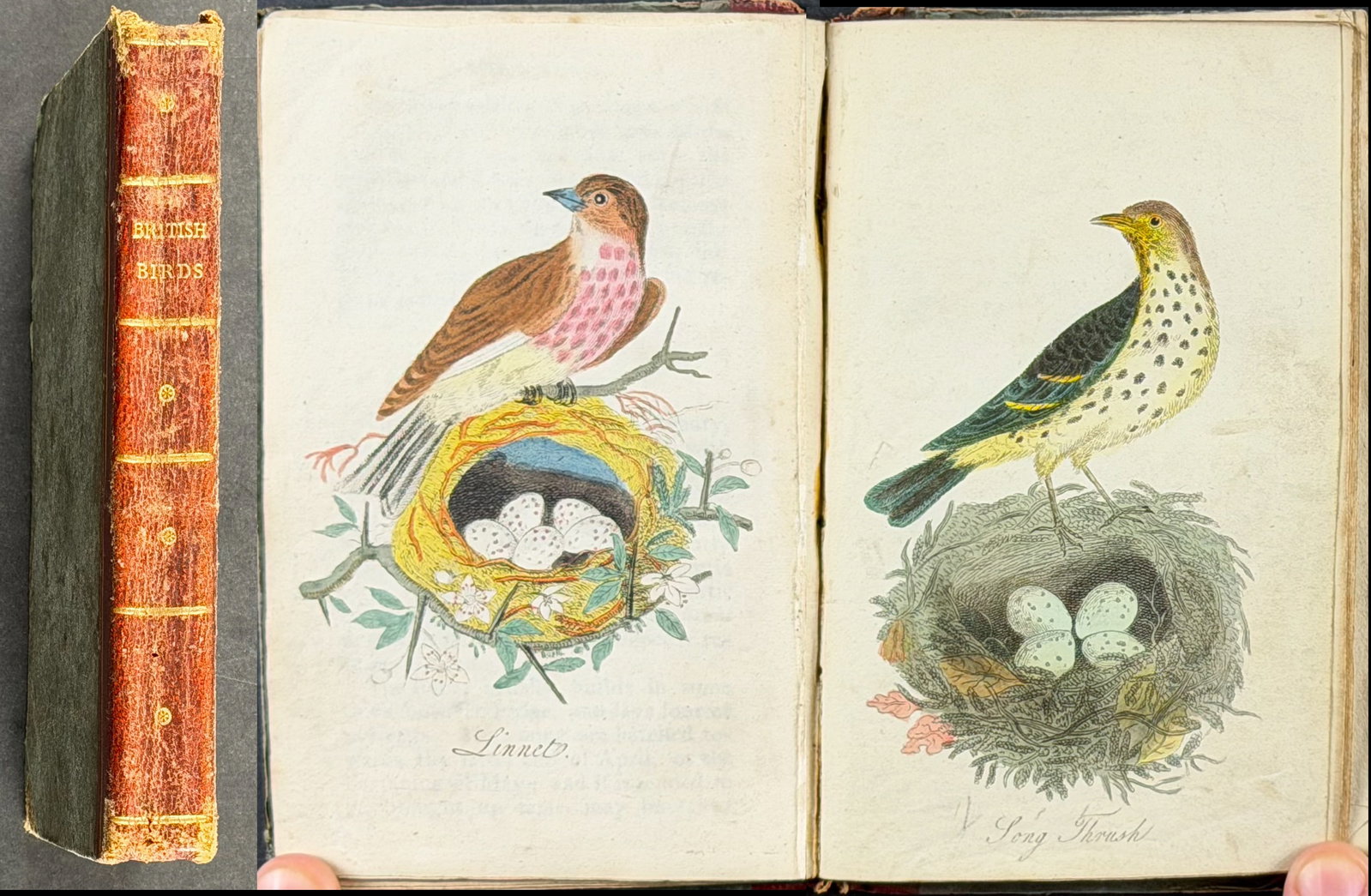British Birds - Volume with 11 Originally Hand-colored Engravings (Likely by Thomas Bewick) (1 of 8)