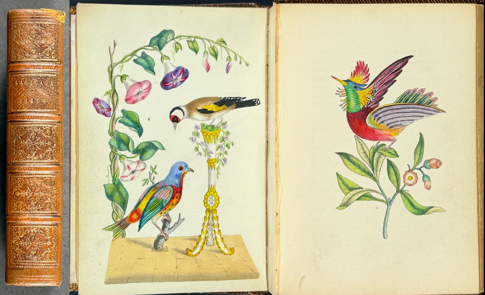 Spratt's - Volume with 12 Originally Hand-colored Lithographs: This volume with 12 hand-colored lithographs is Mrs. G. Spratt?s The Language of Birds comprising Poetic and Prose Illustrations of the Most Favourite Cage Birds, with Twelve Highly-Coloured Plates.