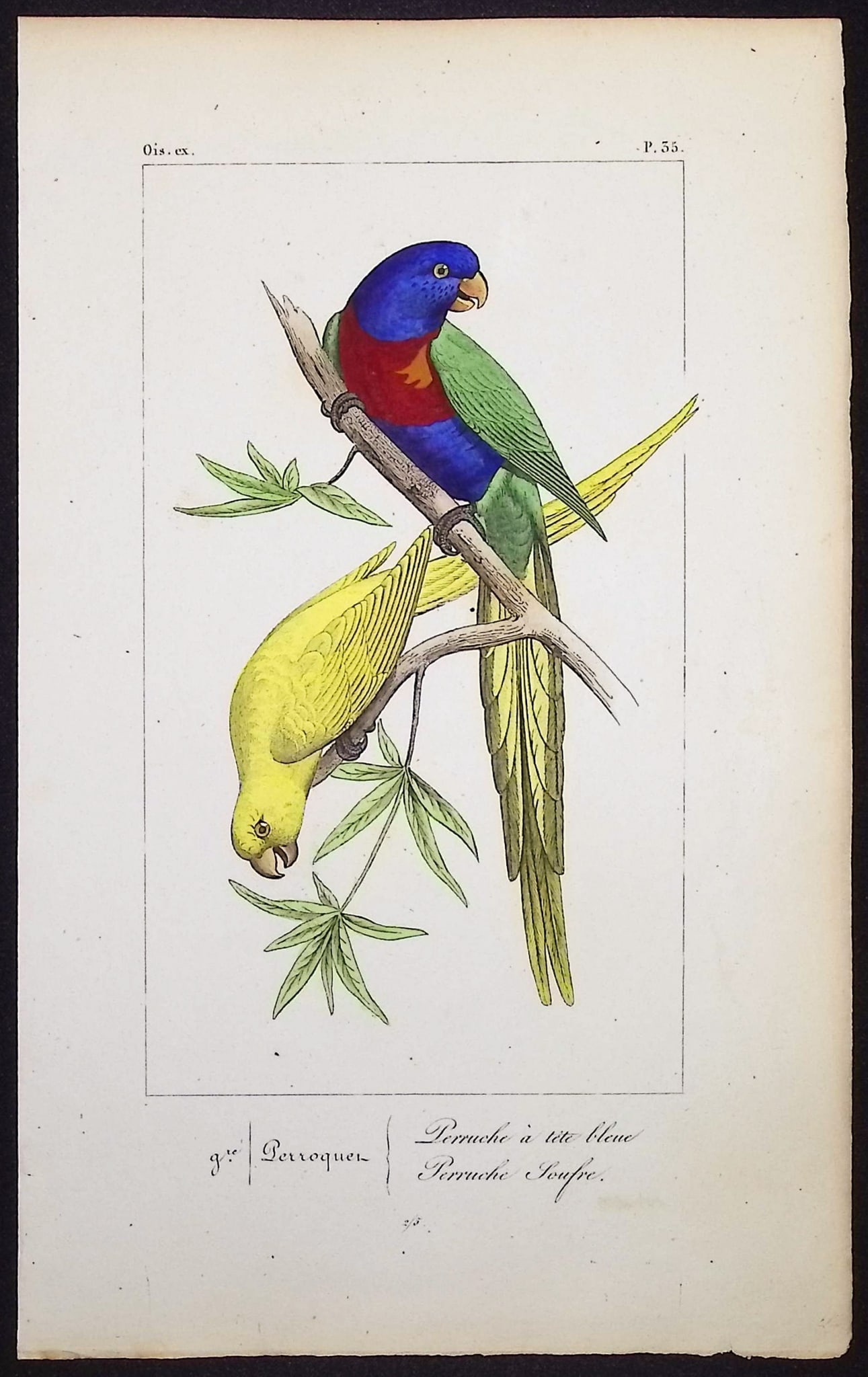Lemaire - Parrots. 35: This originally hand-colored engraving is from Charles L. Lemaire's "Histoire naturelle des oiseaux exotiques". This from the first edition of the work and published in Paris by Pauquet and Debure in