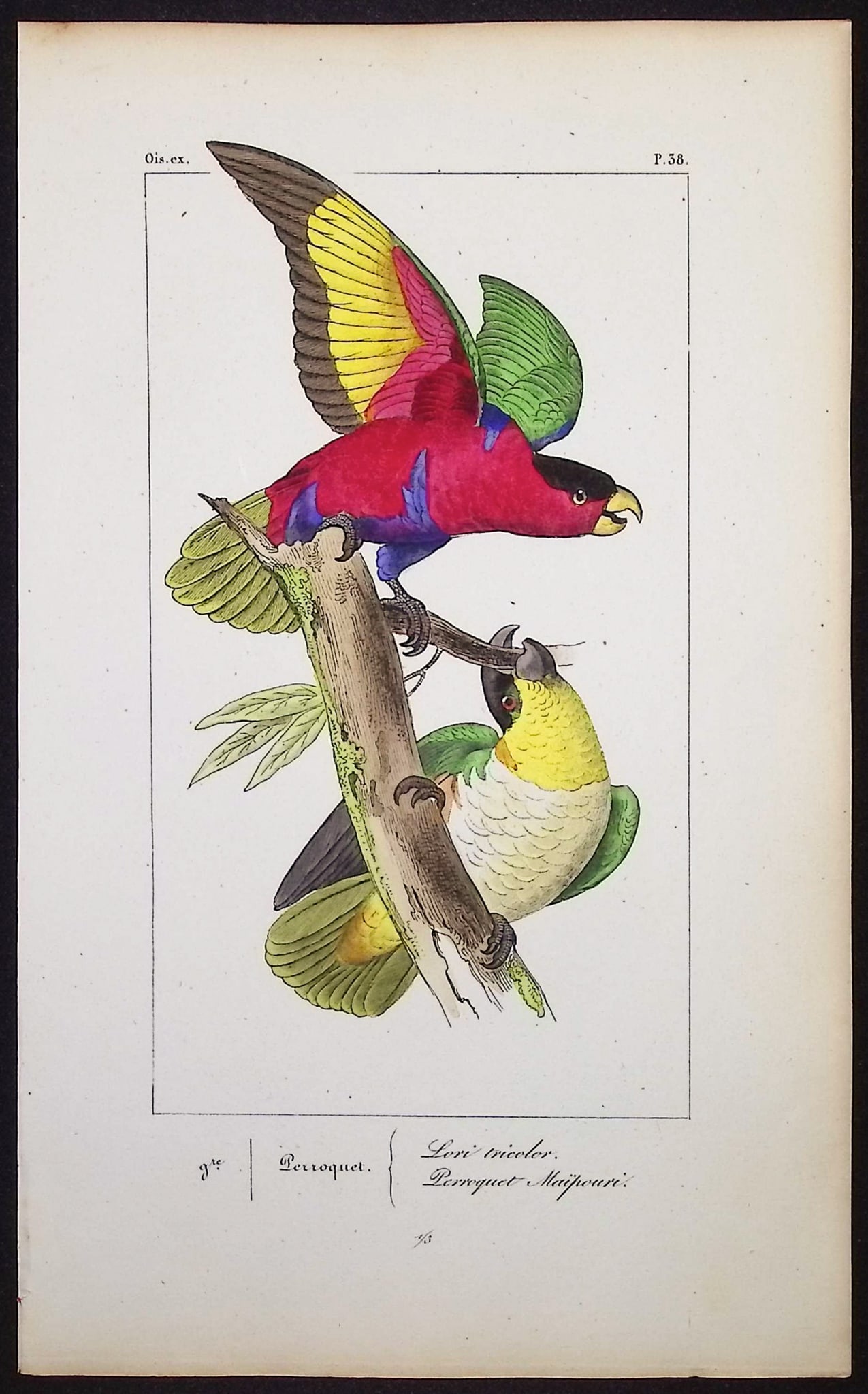 Lemaire - Parrots. 38: This originally hand-colored engraving is from Charles L. Lemaire's "Histoire naturelle des oiseaux exotiques". This from the first edition of the work and published in Paris by Pauquet and Debure in