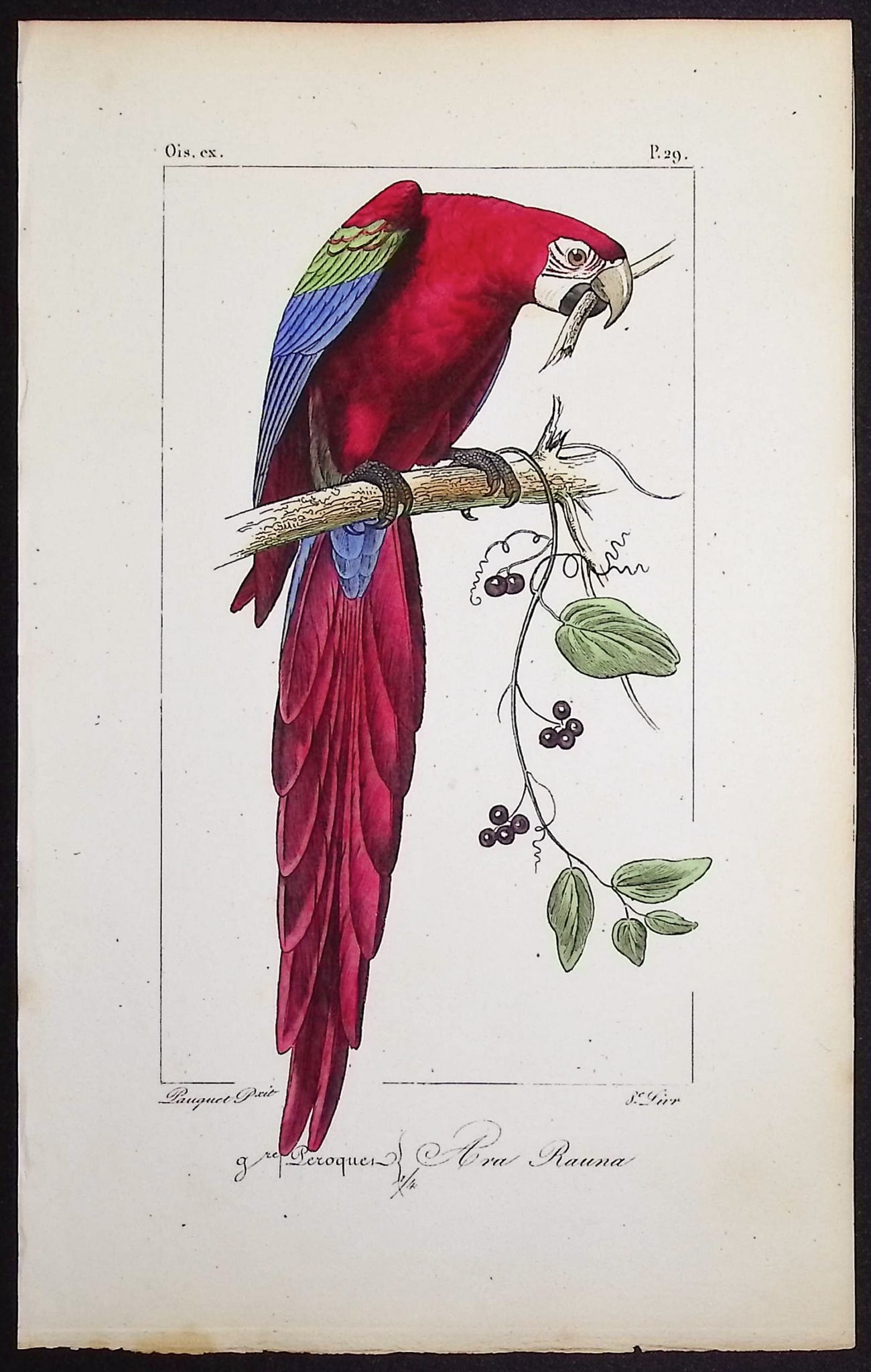 Lemaire - Scarlet Macaw. 29: This originally hand-colored engraving is from Charles L. Lemaire's "Histoire naturelle des oiseaux exotiques". This from the first edition of the work and published in Paris by Pauquet and Debure in