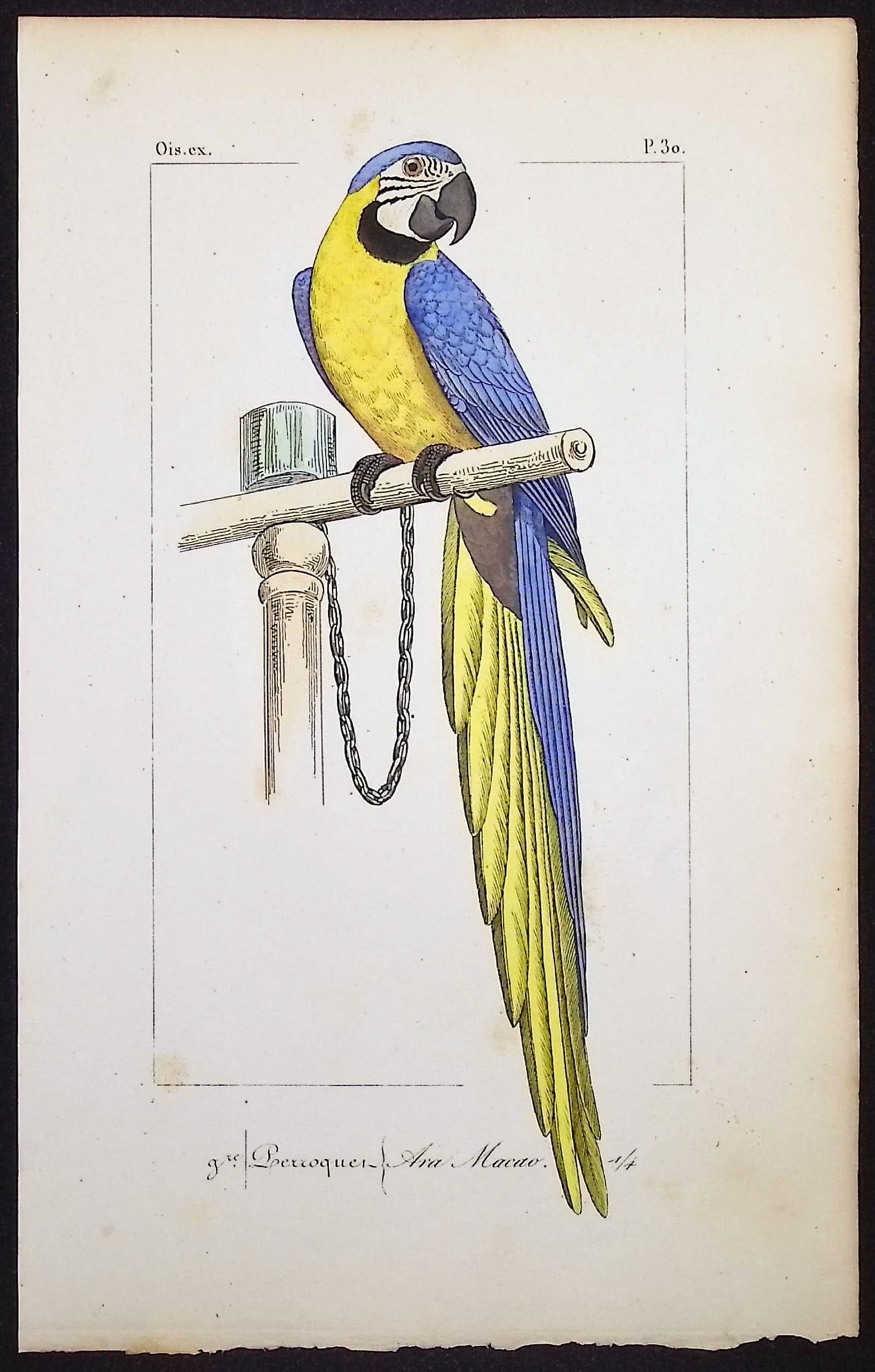 Lemaire - Blue & Yellow Macaw. 30: This originally hand-colored engraving is from Charles L. Lemaire's "Histoire naturelle des oiseaux exotiques". This from the first edition of the work and published in Paris by Pauquet and Debure in