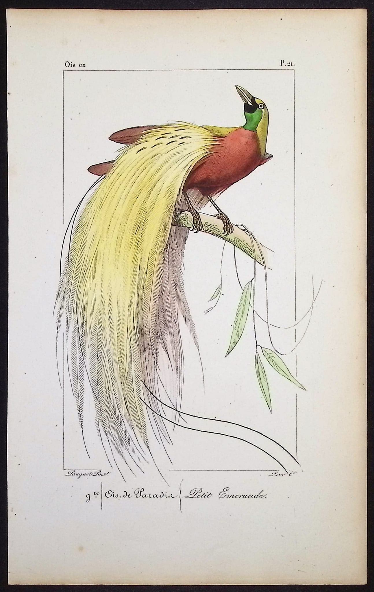 Lemaire - Bird of Paradise. 21: This originally hand-colored engraving is from Charles L. Lemaire's "Histoire naturelle des oiseaux exotiques". This from the first edition of the work and published in Paris by Pauquet and Debure in