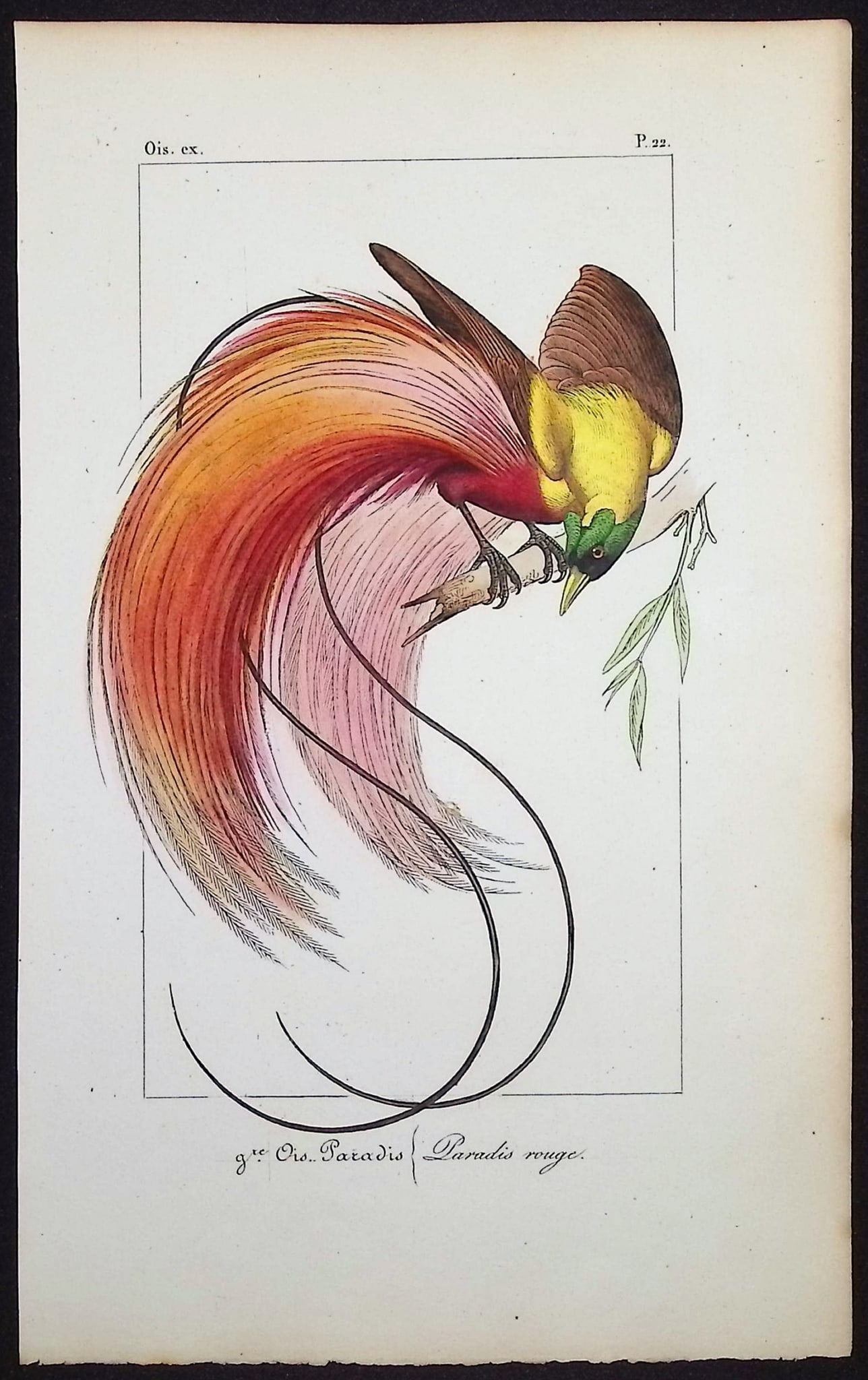 Lemaire - Bird of Paradise. 22: This originally hand-colored engraving is from Charles L. Lemaire's "Histoire naturelle des oiseaux exotiques". This from the first edition of the work and published in Paris by Pauquet and Debure in
