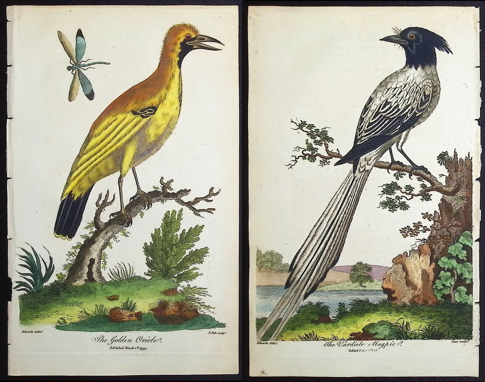 Linnaeus & Sibly - Pair of Bird Engravings (Oriole, Magpie): Included in this lot: The Golden Oriole The Vardiole Magpie Description of the work: This scarce first edition engraving is from Sir Charles Linnaeus & Ebenezer Sibley's "A Genuine and Universal