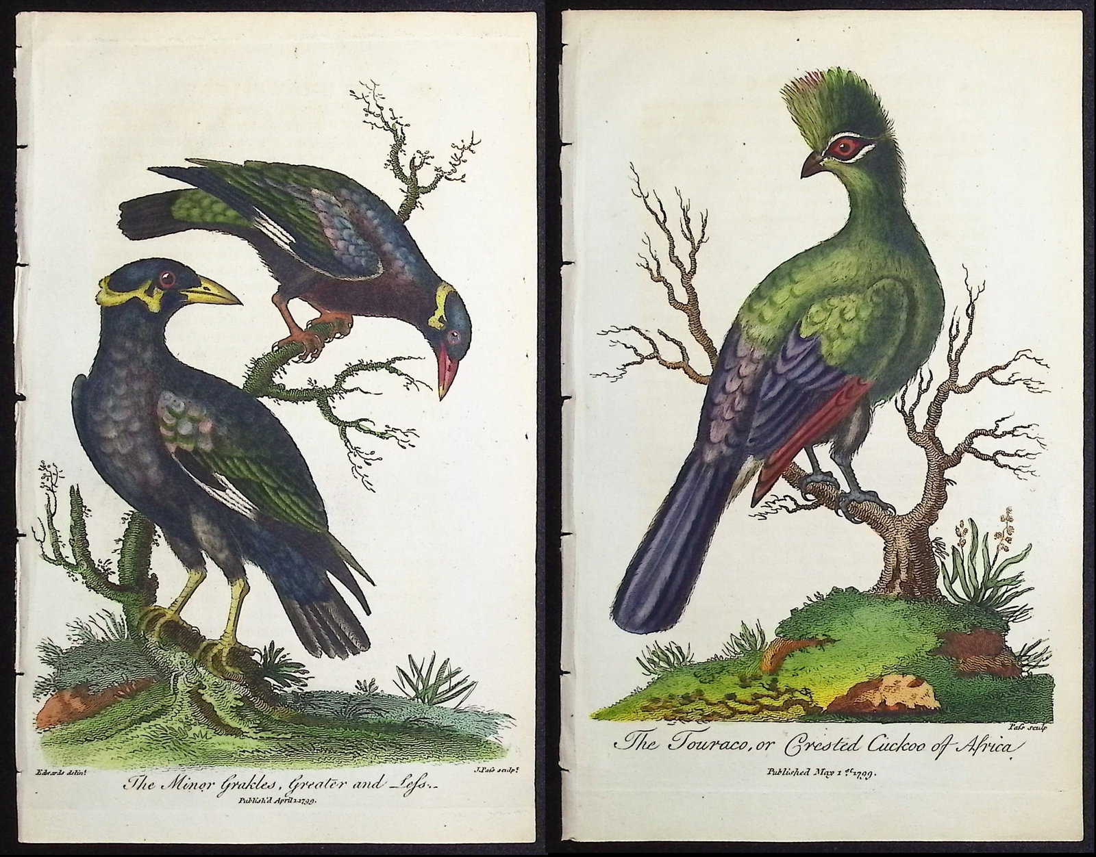 Linnaeus & Sibly - 7 Bird Engravings (Touraco, Motmot, Roller, Shrike, Grackle, Cuckow): Included in this lot: The Touraco or Crested Cuckoo of Africa The Motmot The Garrulous Roller The Great Cinereous Shrike or Butcher Bird The Antigua Shike, Cock & Hen The Minor Grakles, Greater and