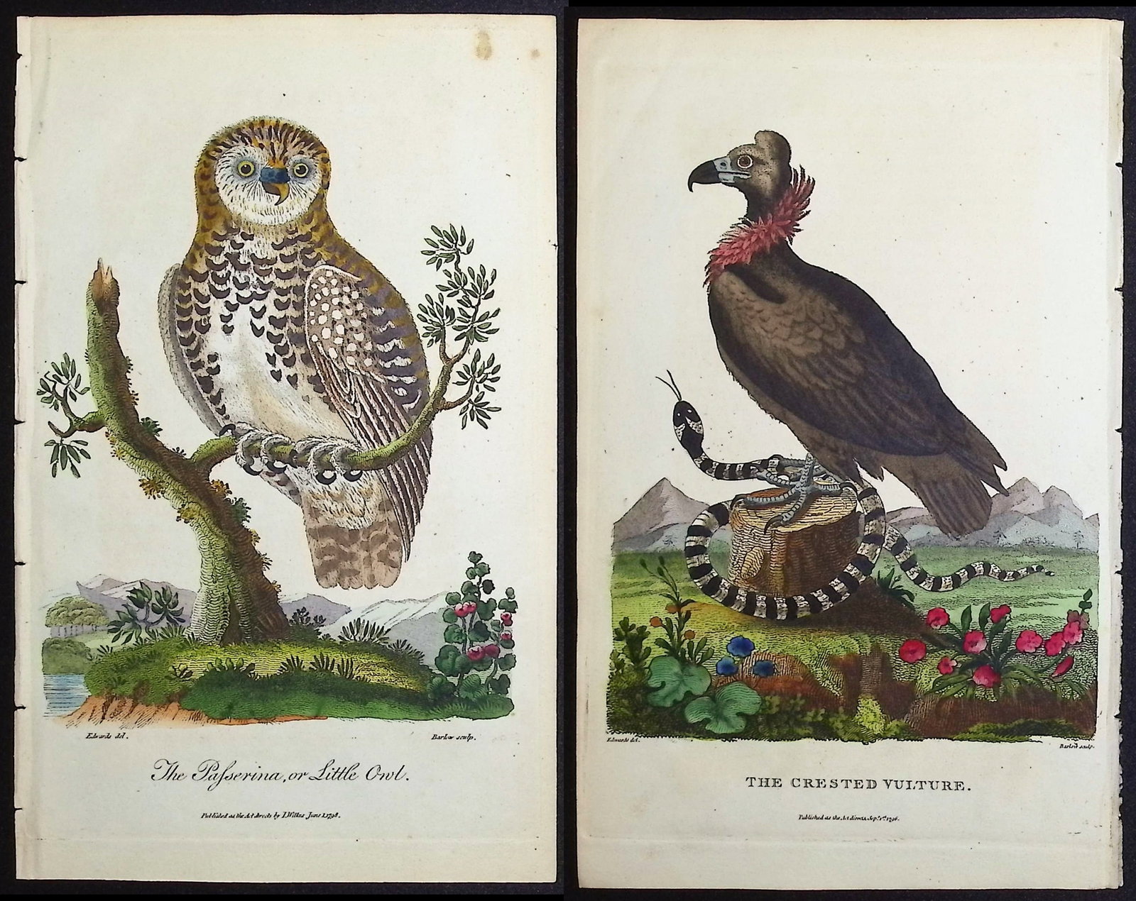 Linnaeus & Sibly - 7 Bird of Prey Engravings (1 of 8)